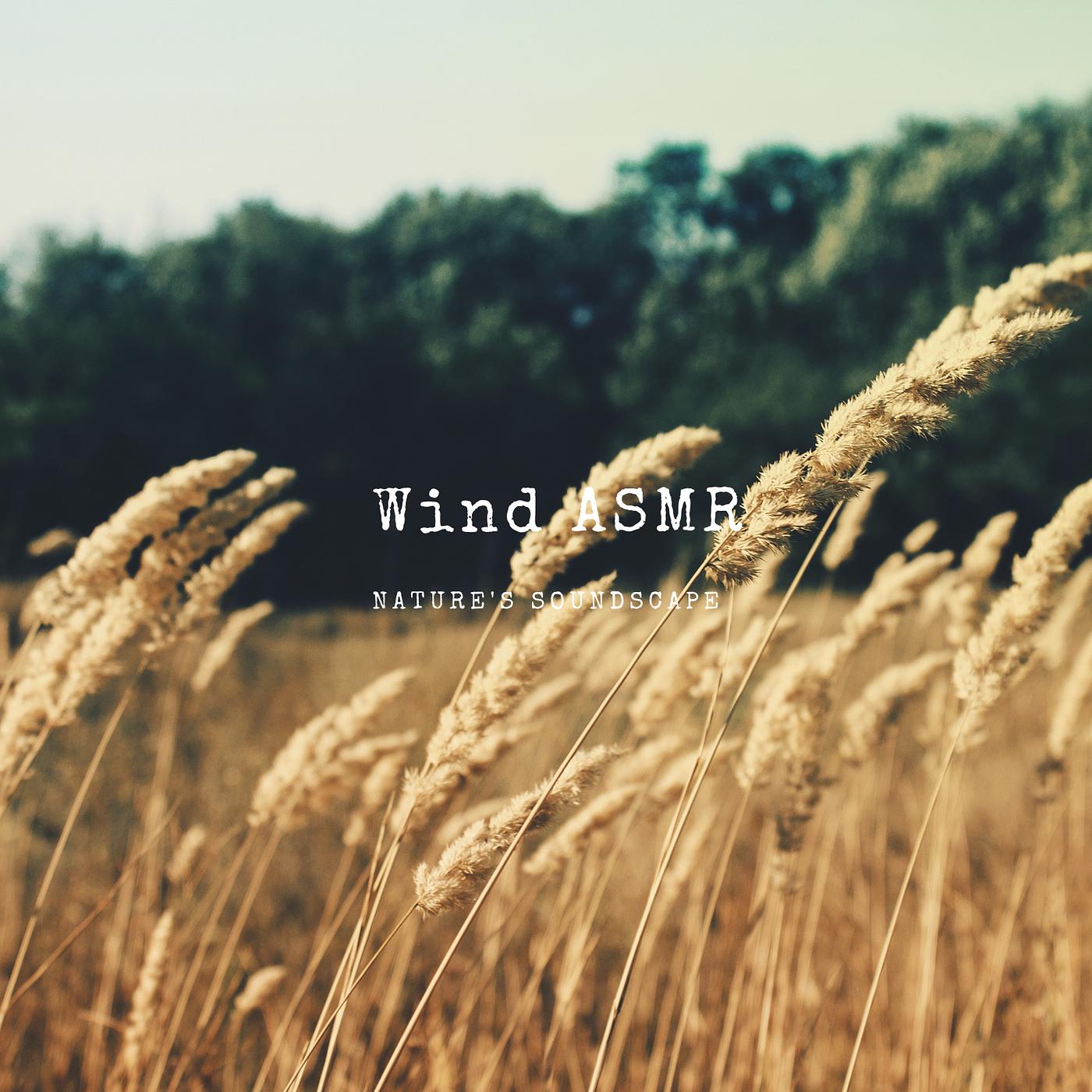 Постер альбома Wind Asmr