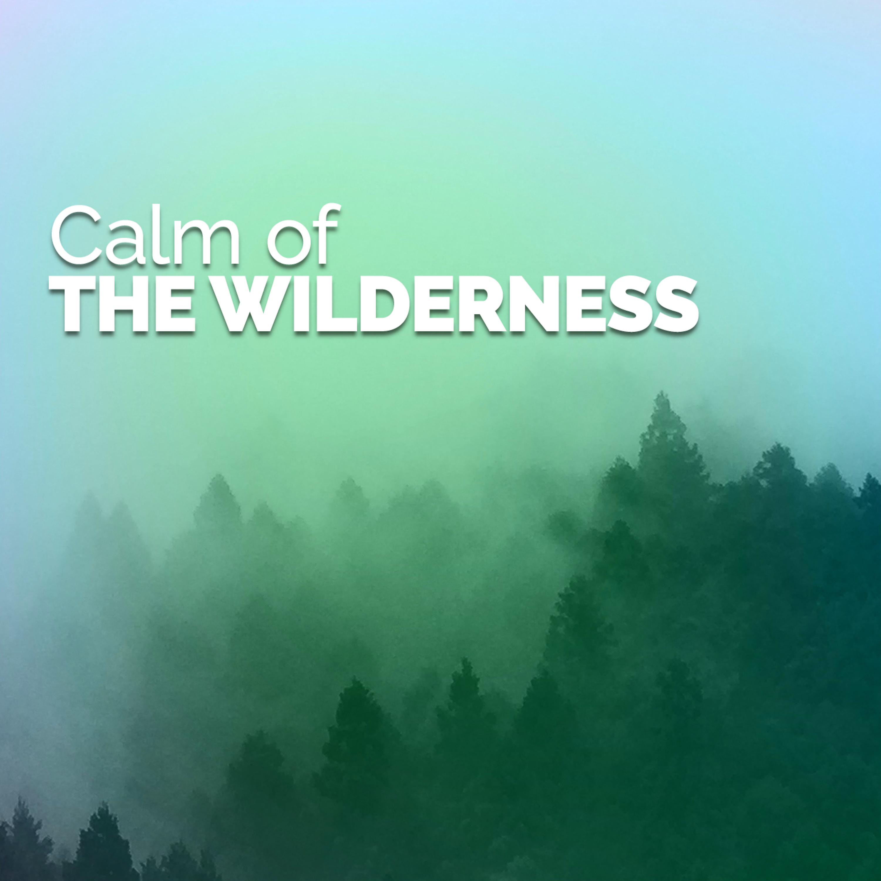 Постер альбома Calm of the Wilderness
