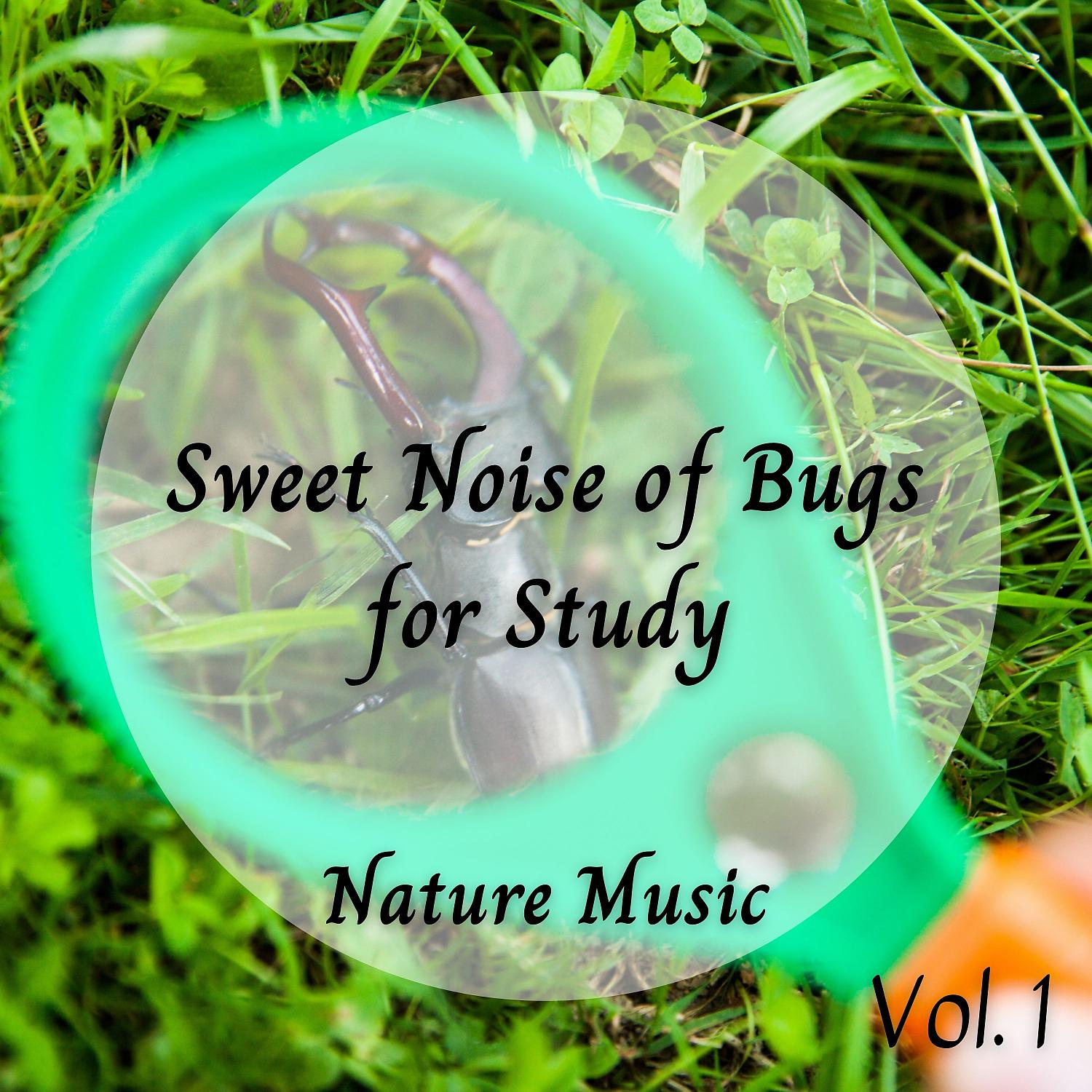 Постер альбома Nature Music: Sweet Noise of Bugs for Study Vol. 1