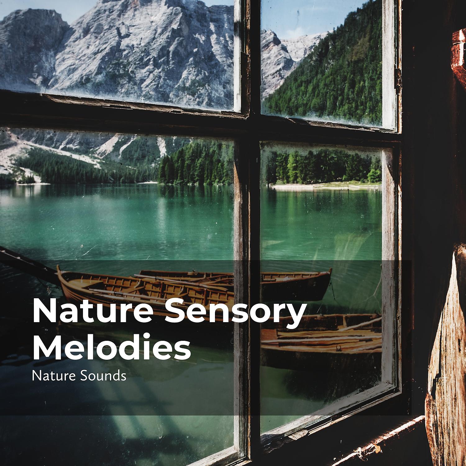 Постер альбома Nature Sensory Melodies