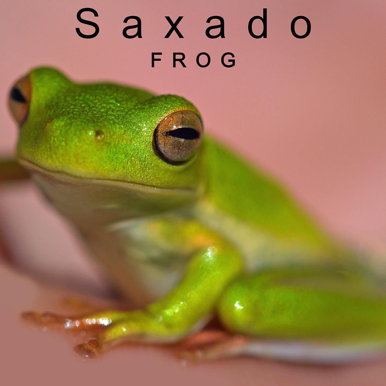 Постер альбома Frog