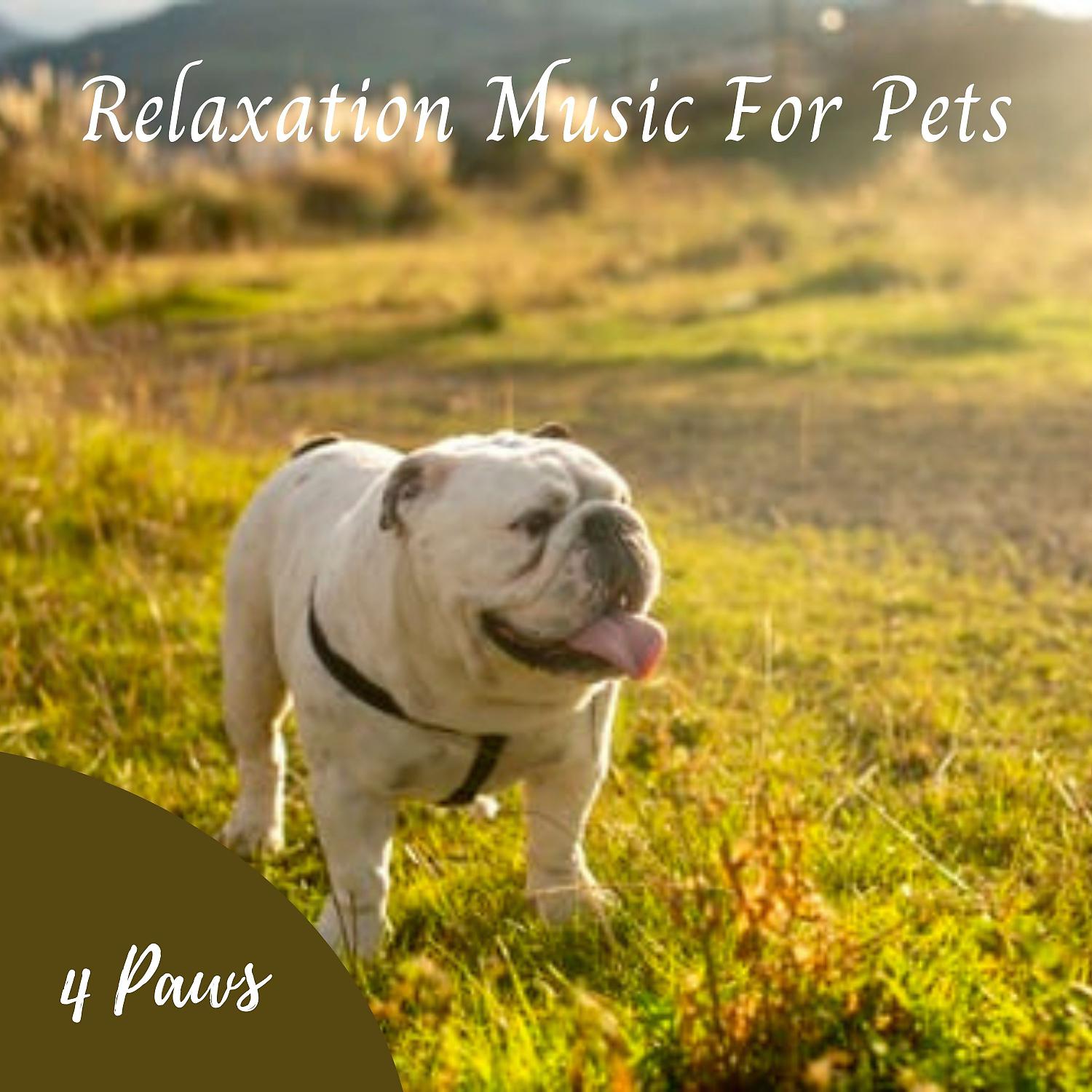 Постер альбома 4 Paws: Relaxation Music For Pets Vol. 2