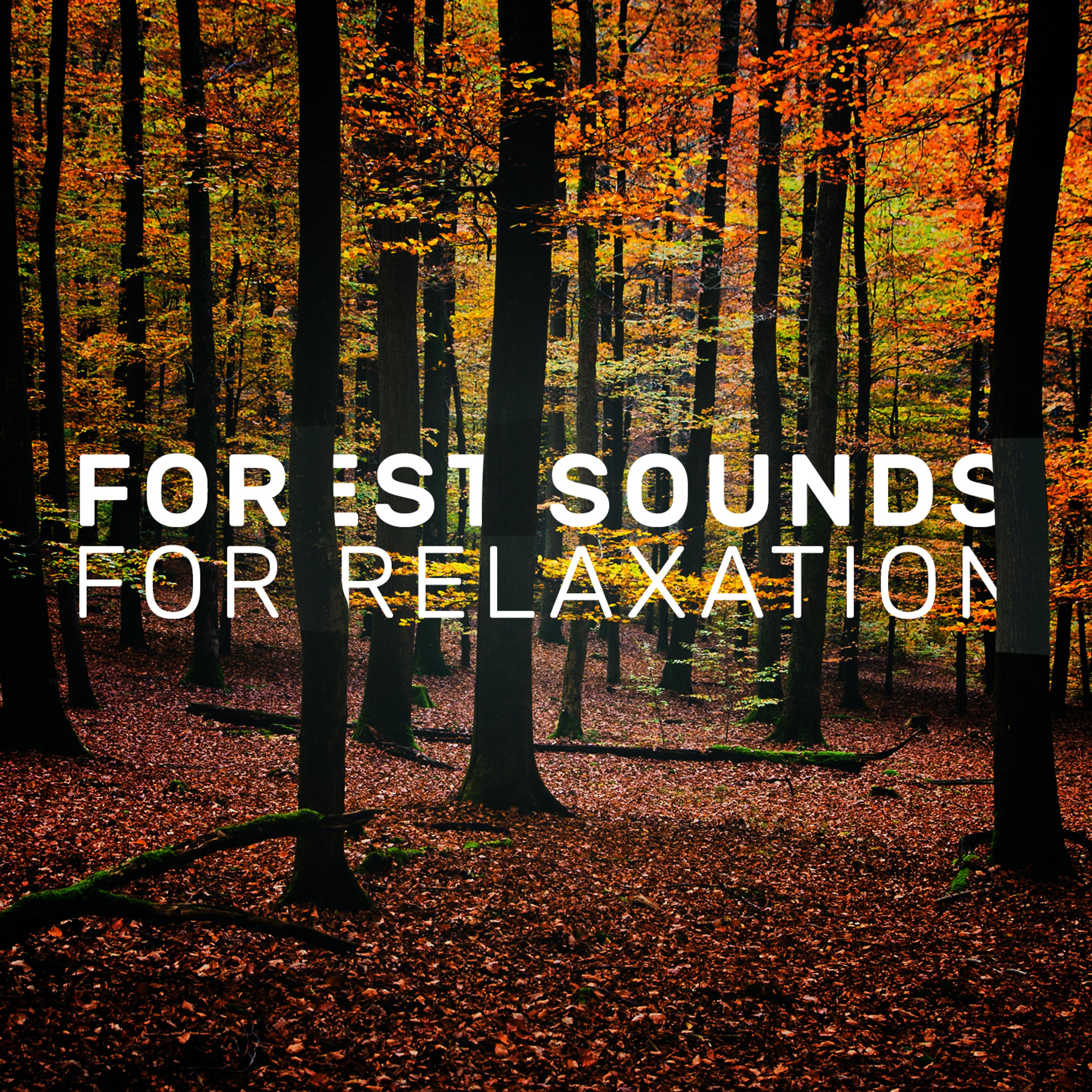 Постер альбома Forest Sounds for Relaxation