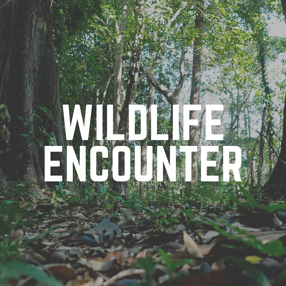 Постер альбома Wildlife Encounter
