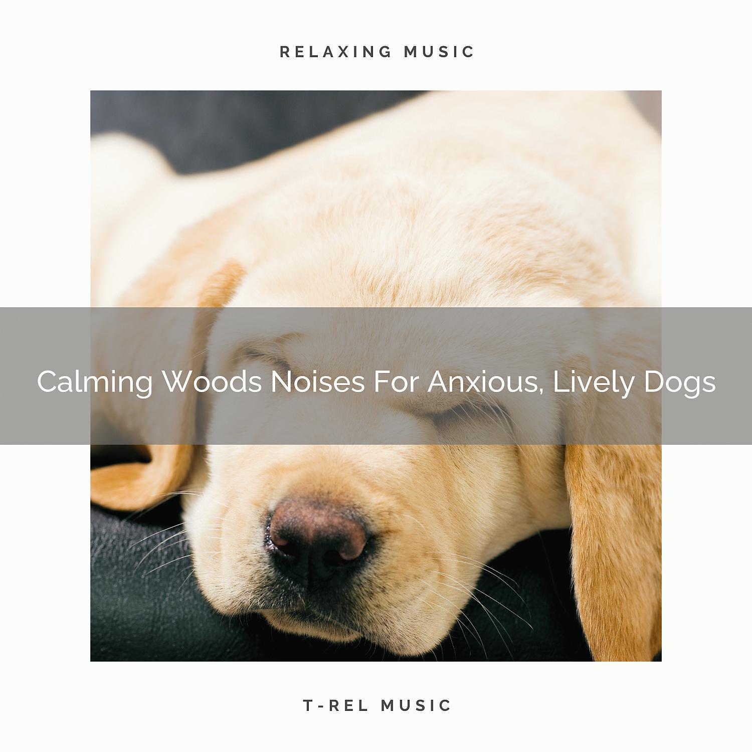 Постер альбома Calming Woods Noises For Anxious, Lively Dogs