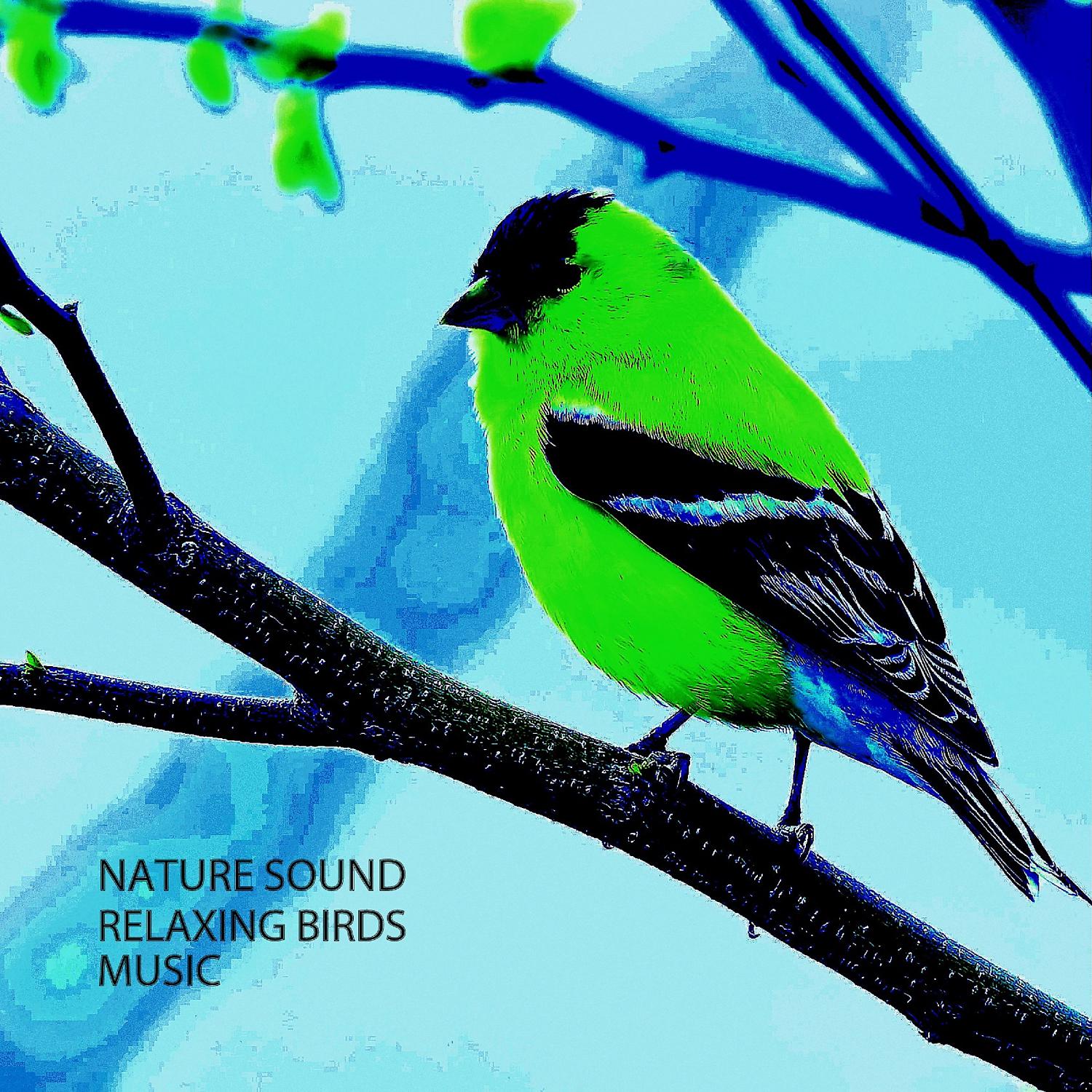 Постер альбома Nature Sound: Relaxing Birds Music