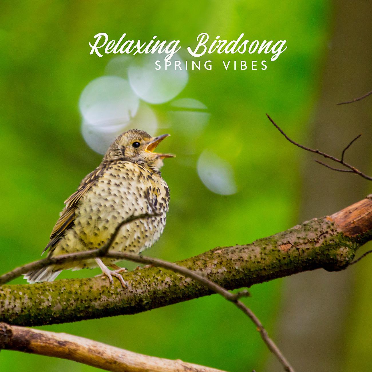 Постер альбома Relaxing Birdsong - Spring Vibes, Great Mood, Happiness