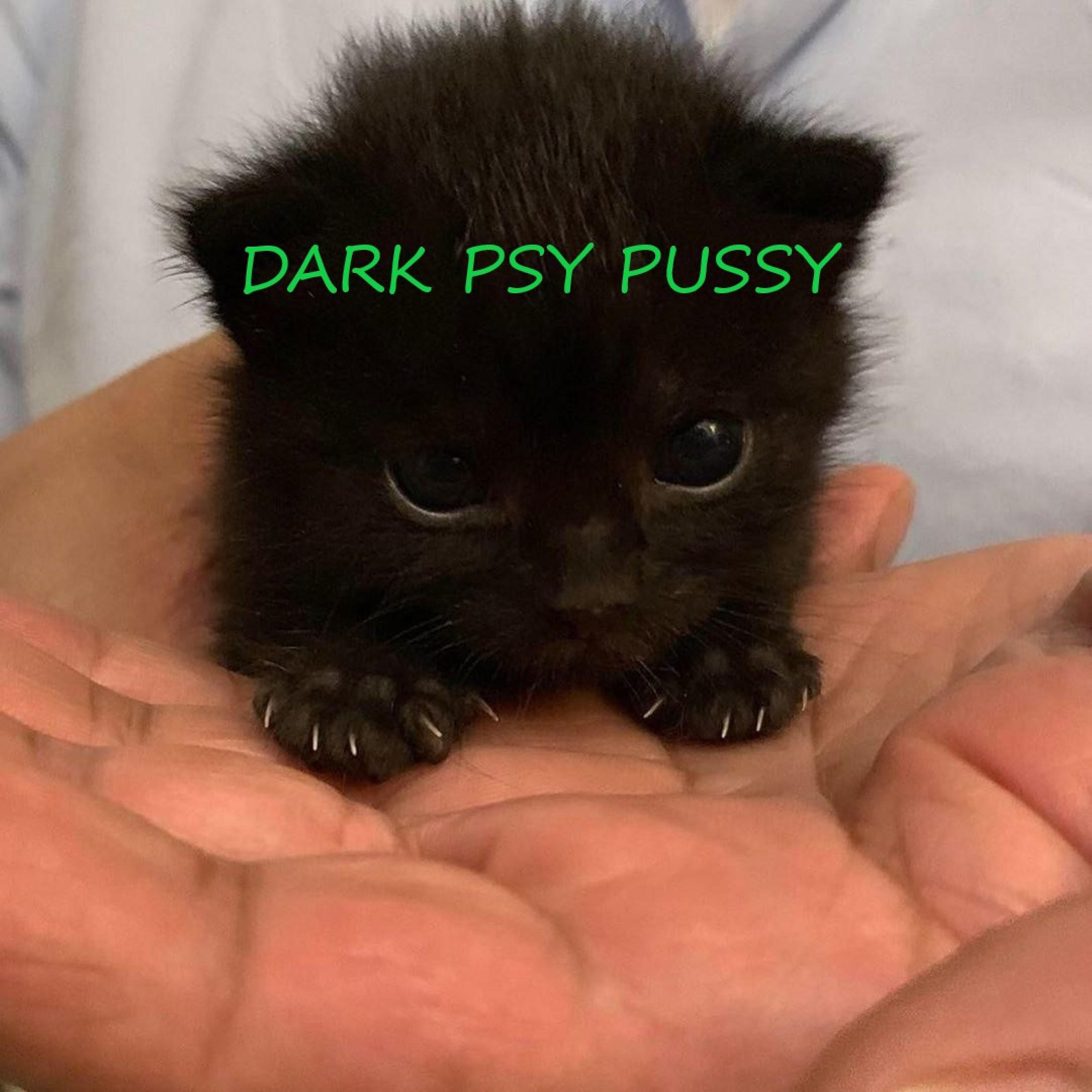Постер альбома Dark Psy Pussy