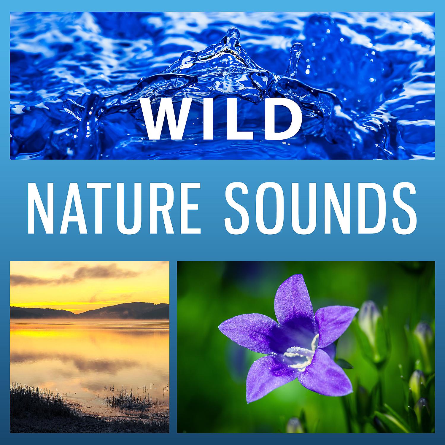 Постер альбома Wild Nature Sounds