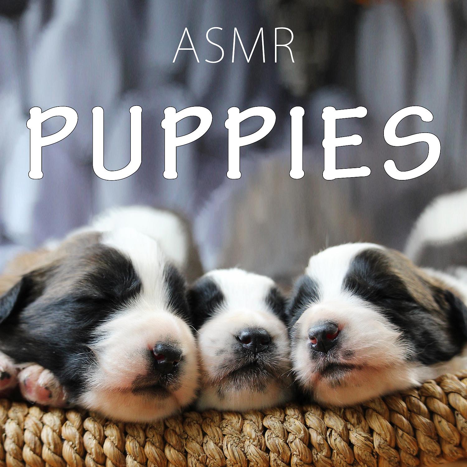 Постер альбома Puppies