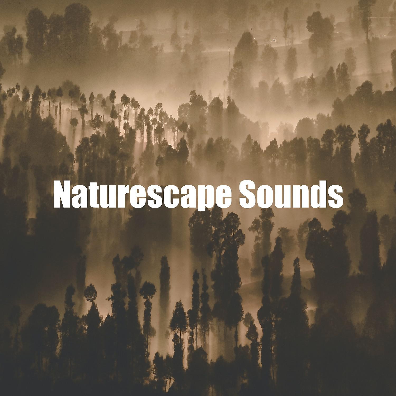 Постер альбома Naturescape Sounds