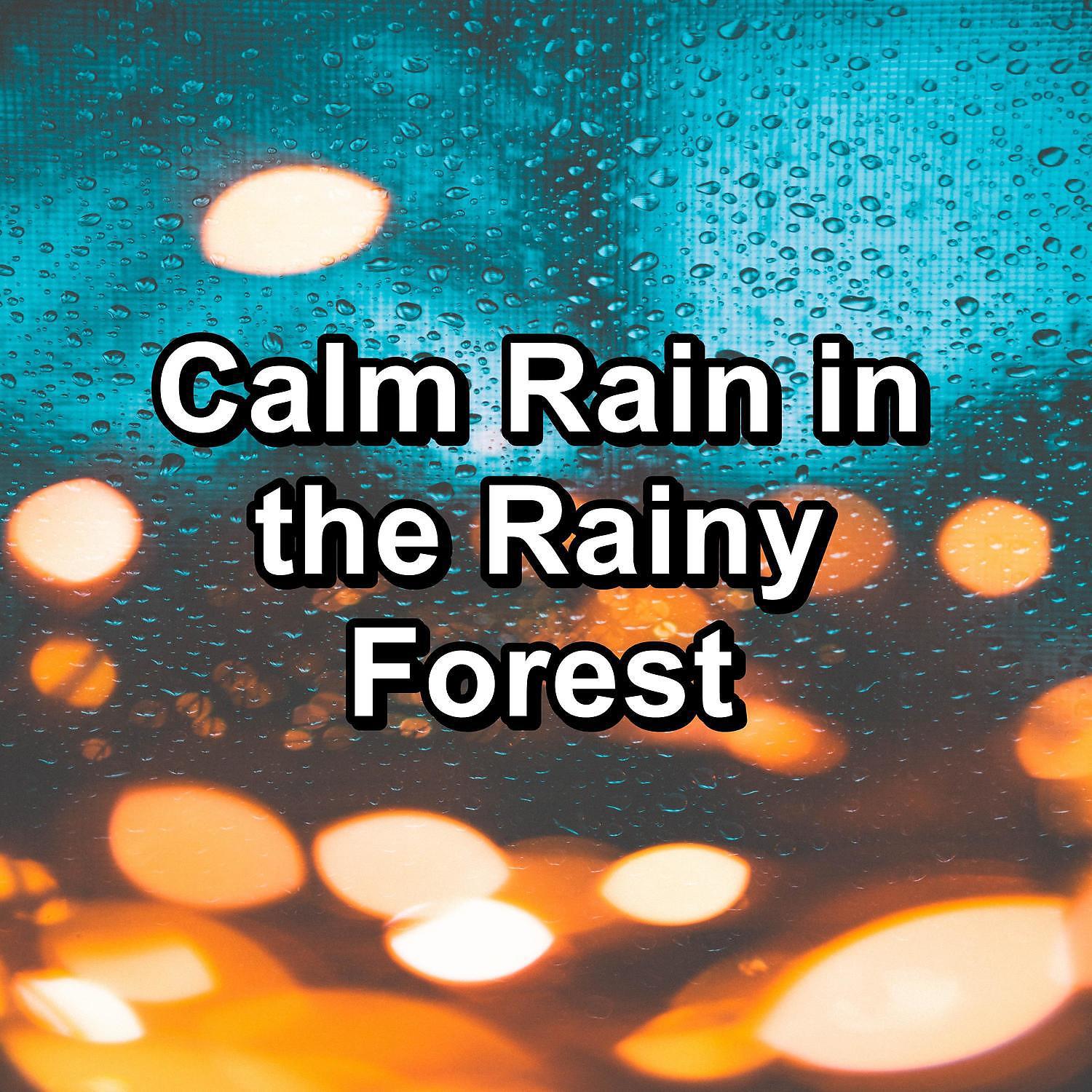 Постер альбома Calm Rain in the Rainy Forest