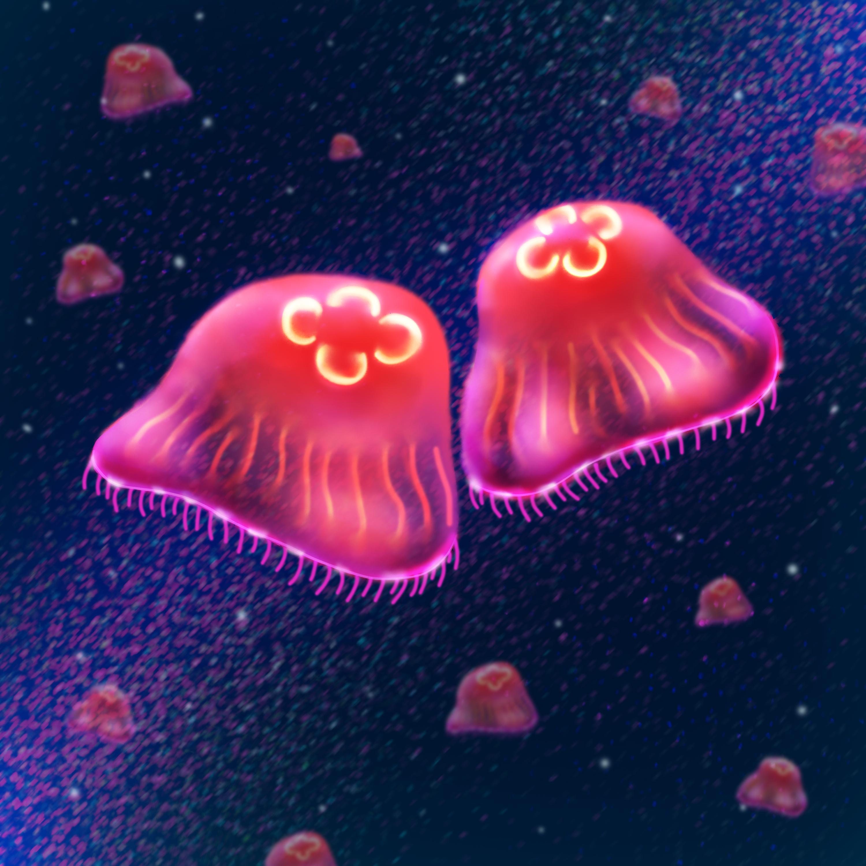 Постер альбома jellyfish lullaby no. 2