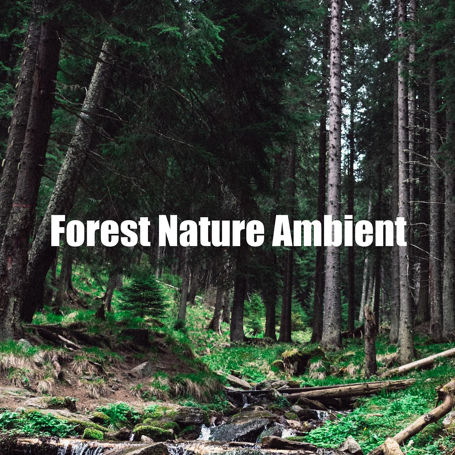 Постер альбома Forest Nature Ambient