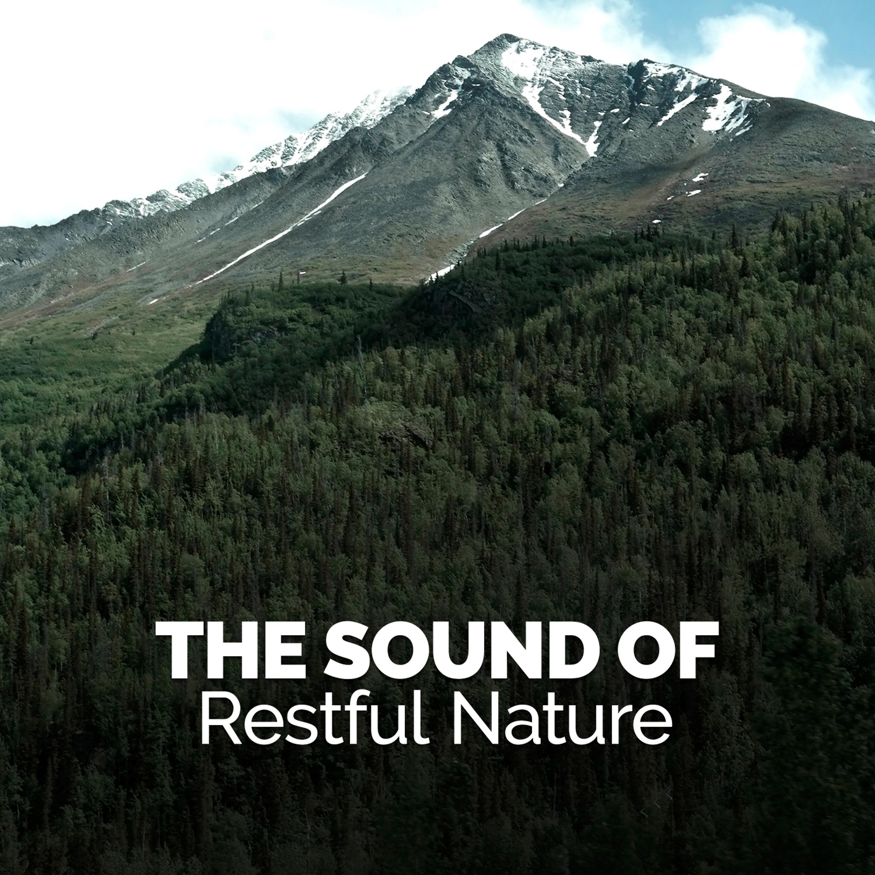 Постер альбома The Sound of Restful Nature
