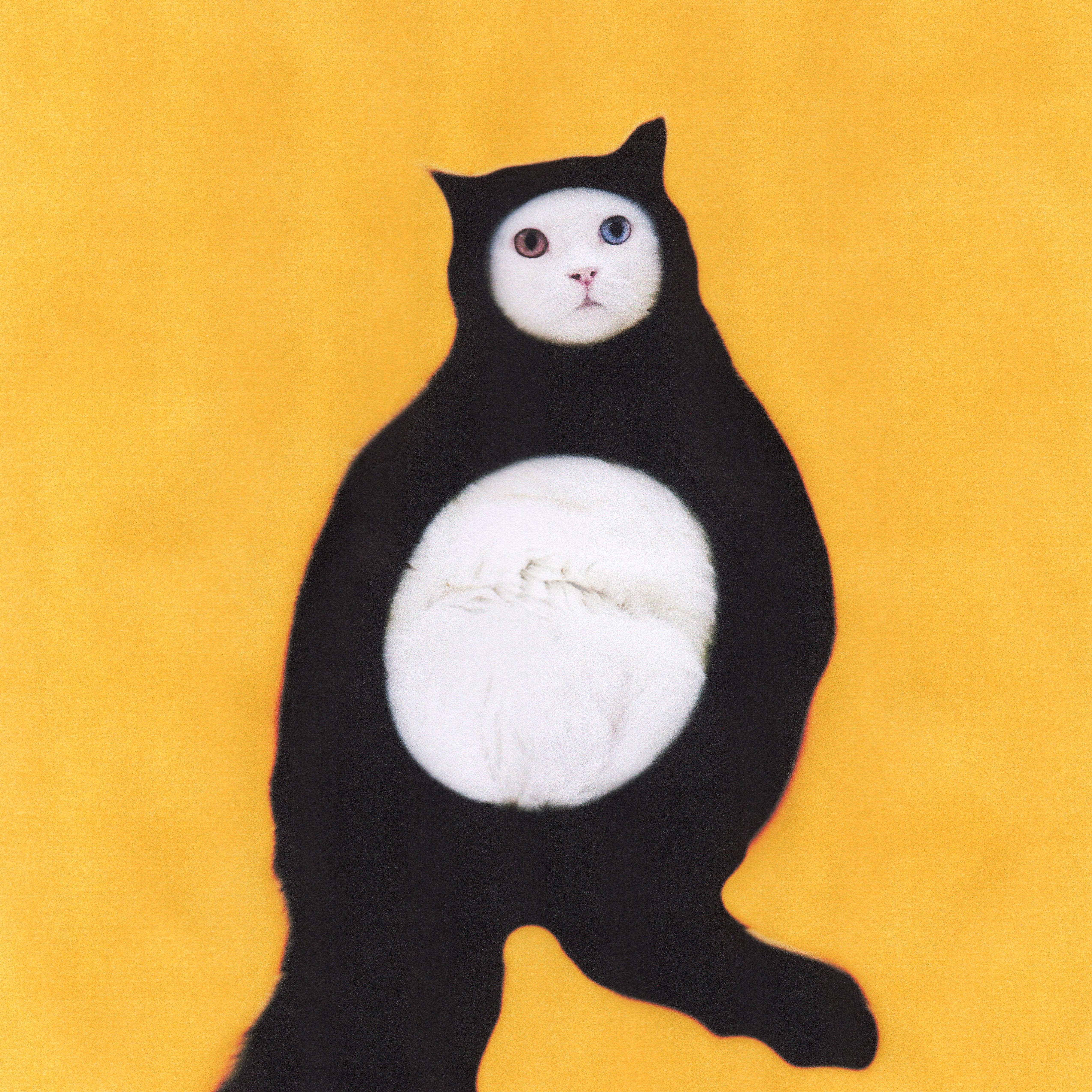 Постер альбома Толстый котик