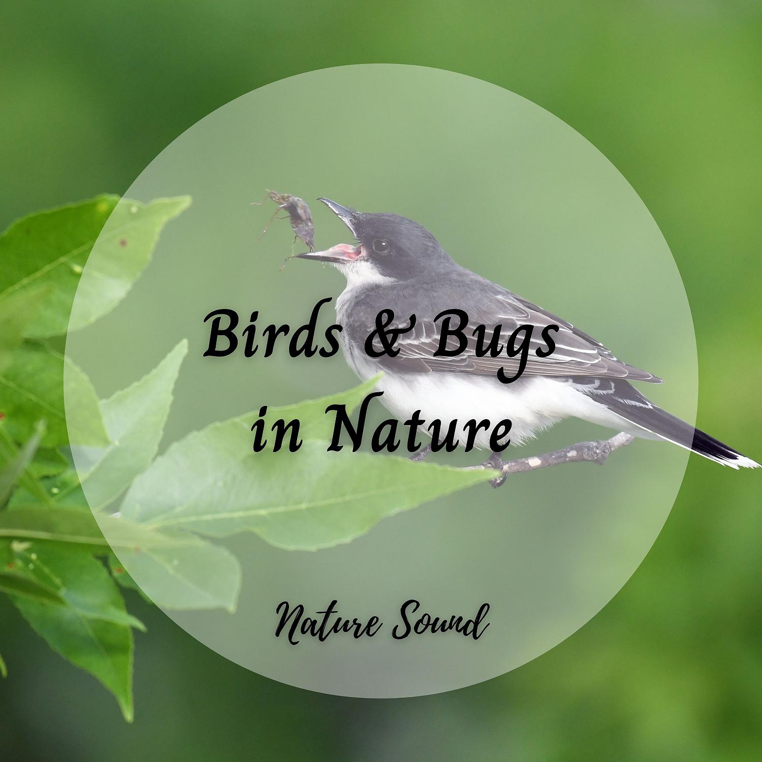 Постер альбома Nature Sound: Birds & Bugs in Nature