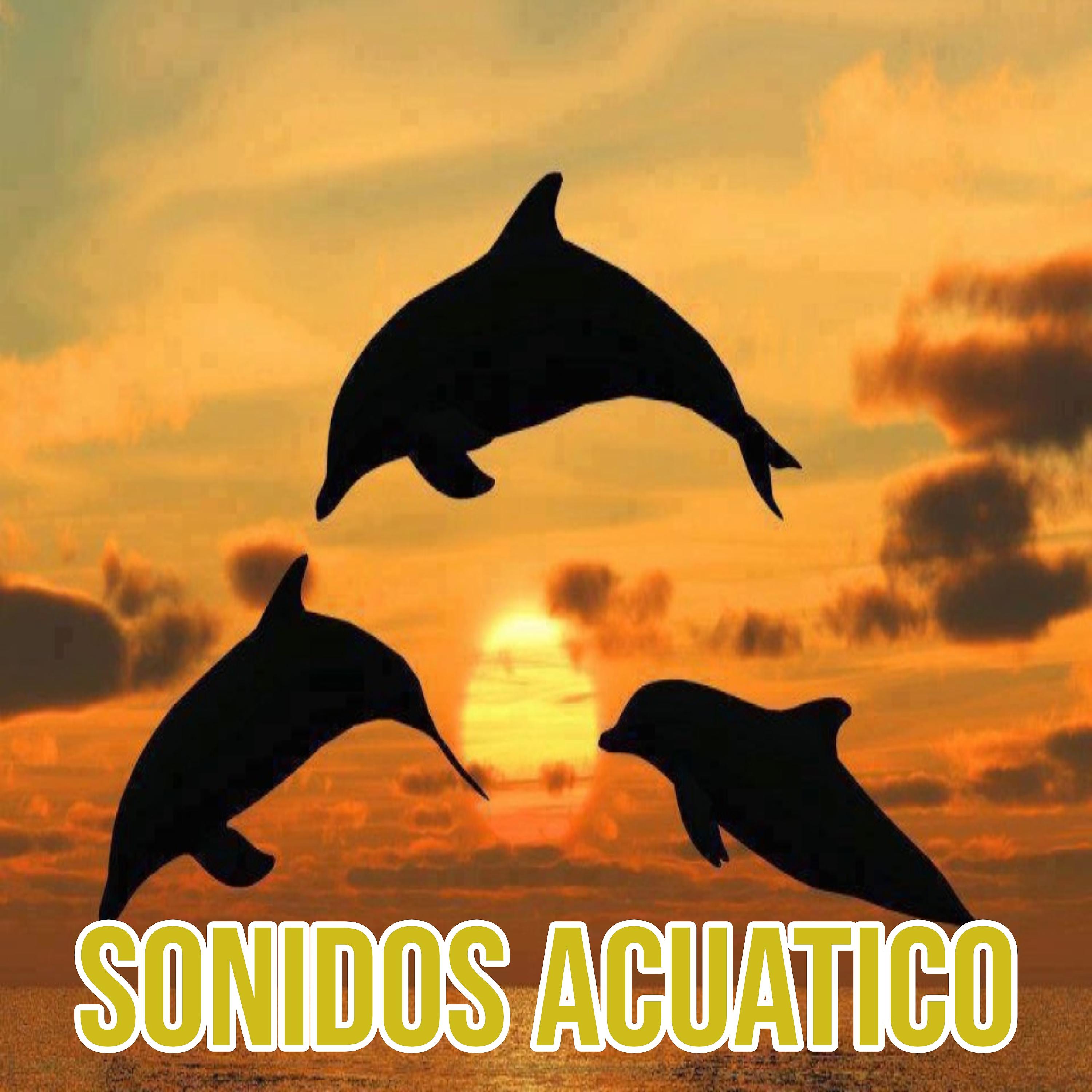 Постер альбома Sonidos Acuaticos