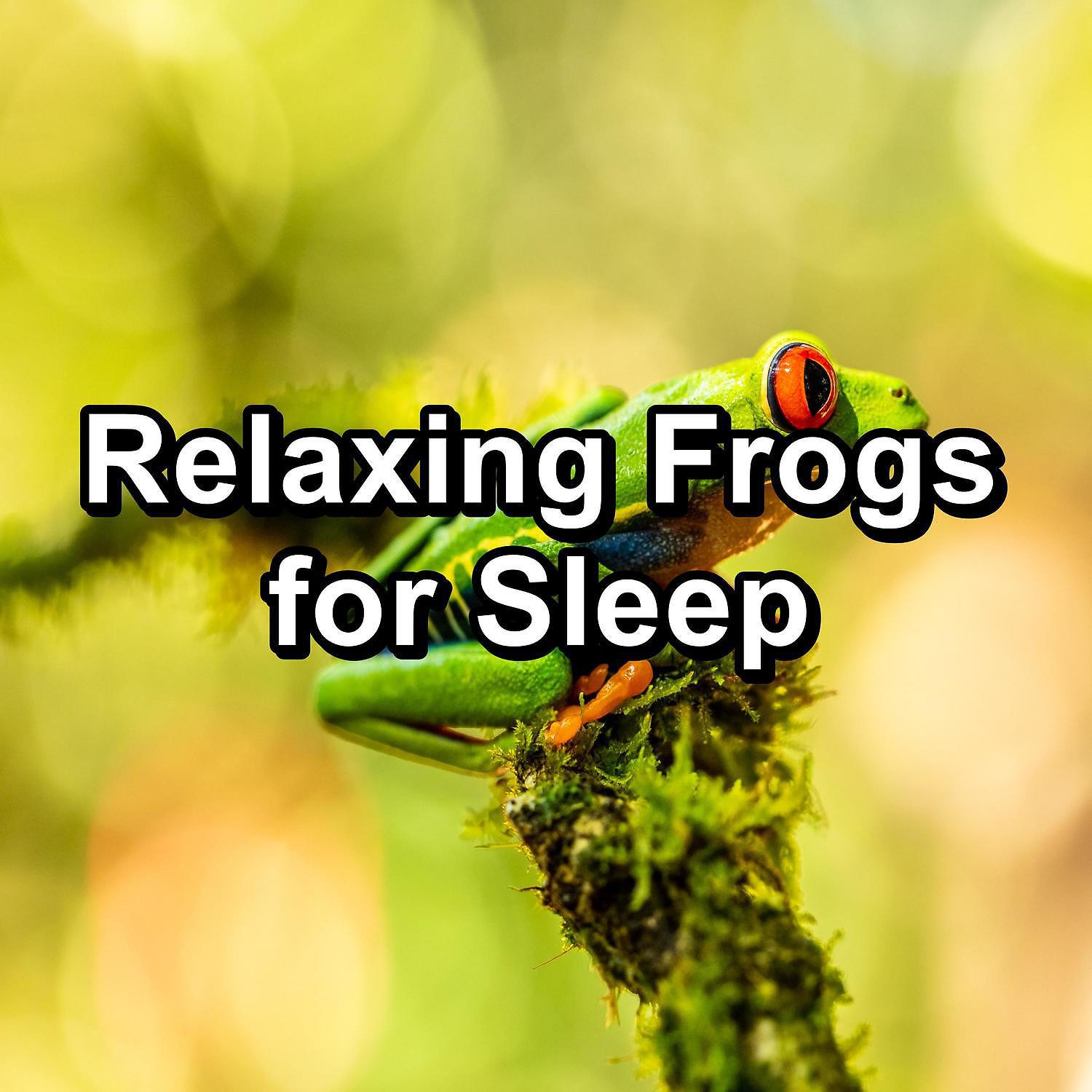 Постер альбома Relaxing Frogs for Sleep