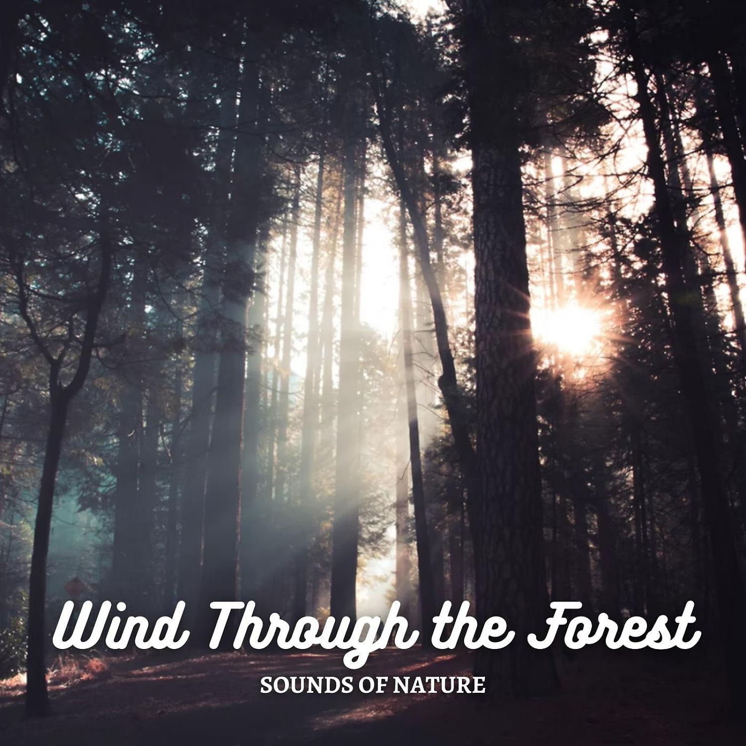 Постер альбома Sounds of Nature: Wind Through the Forest