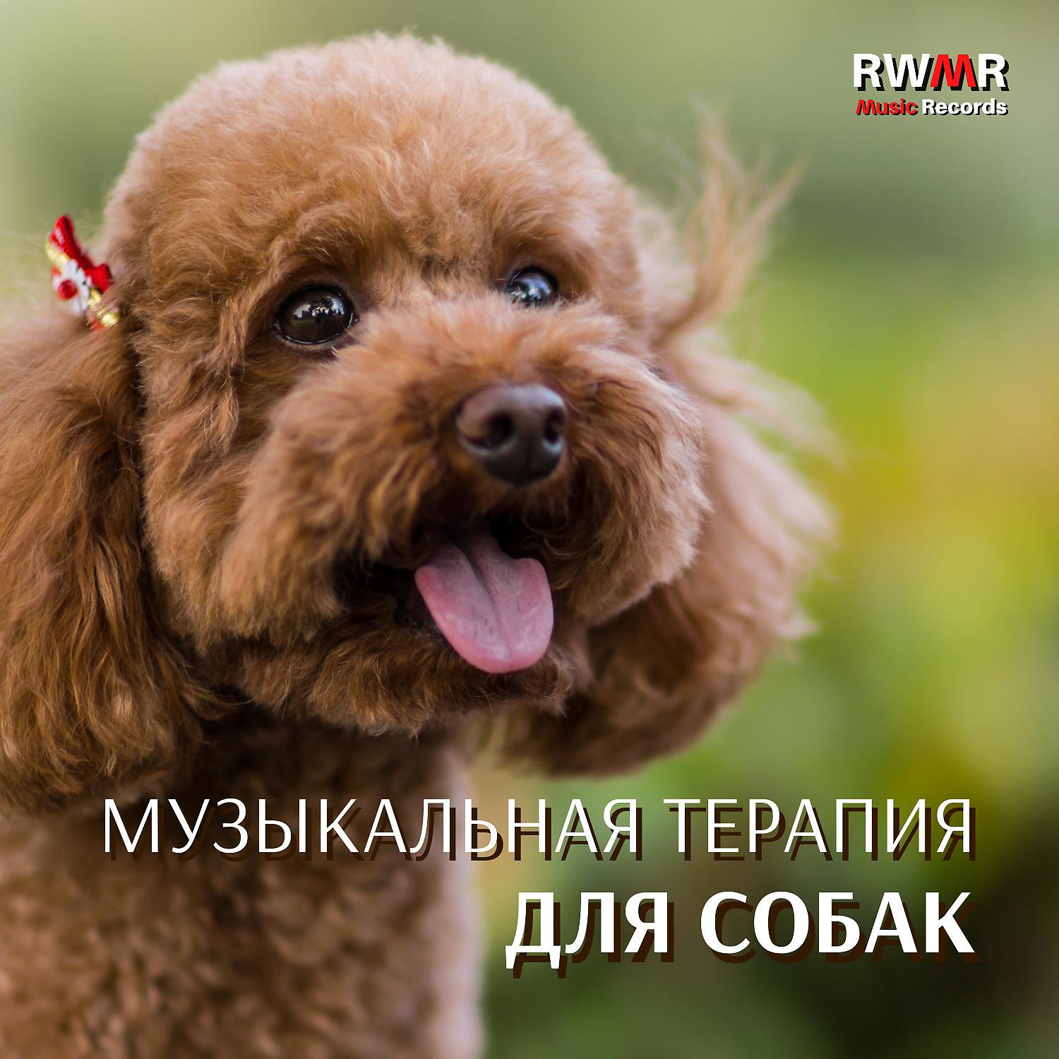 Постер альбома Музыкальная терапия для собак – Фоновая музыка для животных, которые одни дома, расслабление, спокойствие, отсутствие страха, успокаивающие мелодии для уменьшения беспокойства