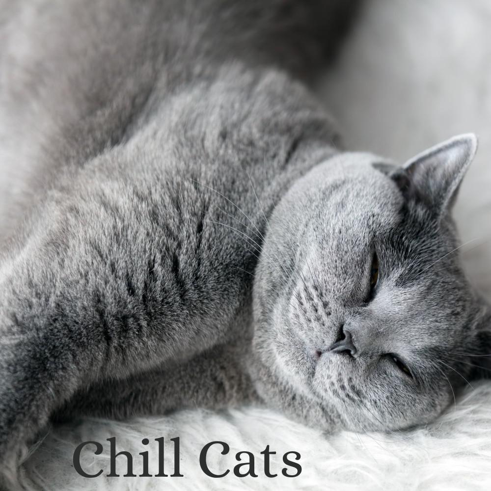 Постер альбома Chill Cats