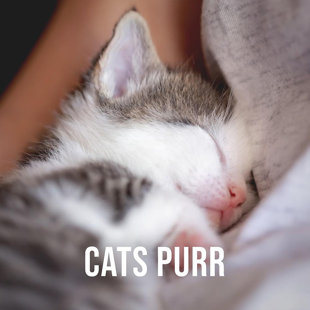 Постер альбома Cats Purr: Relaxing Purr of a Cat Nestling Comfortably in the Lap of Its Owner