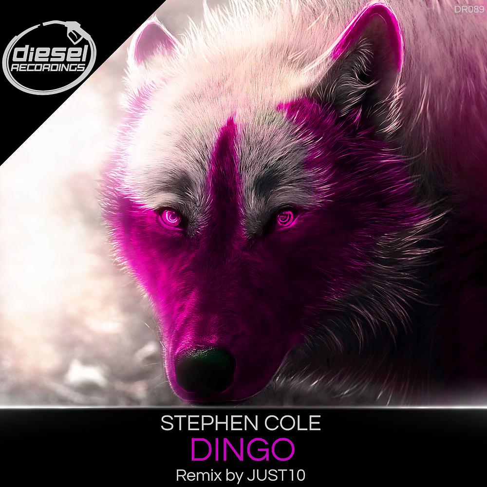 Постер альбома Dingo