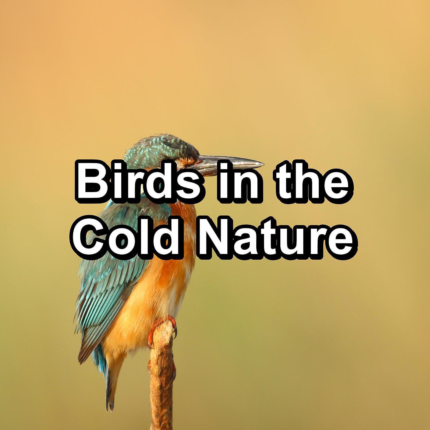 Постер альбома Birds in the Cold Nature