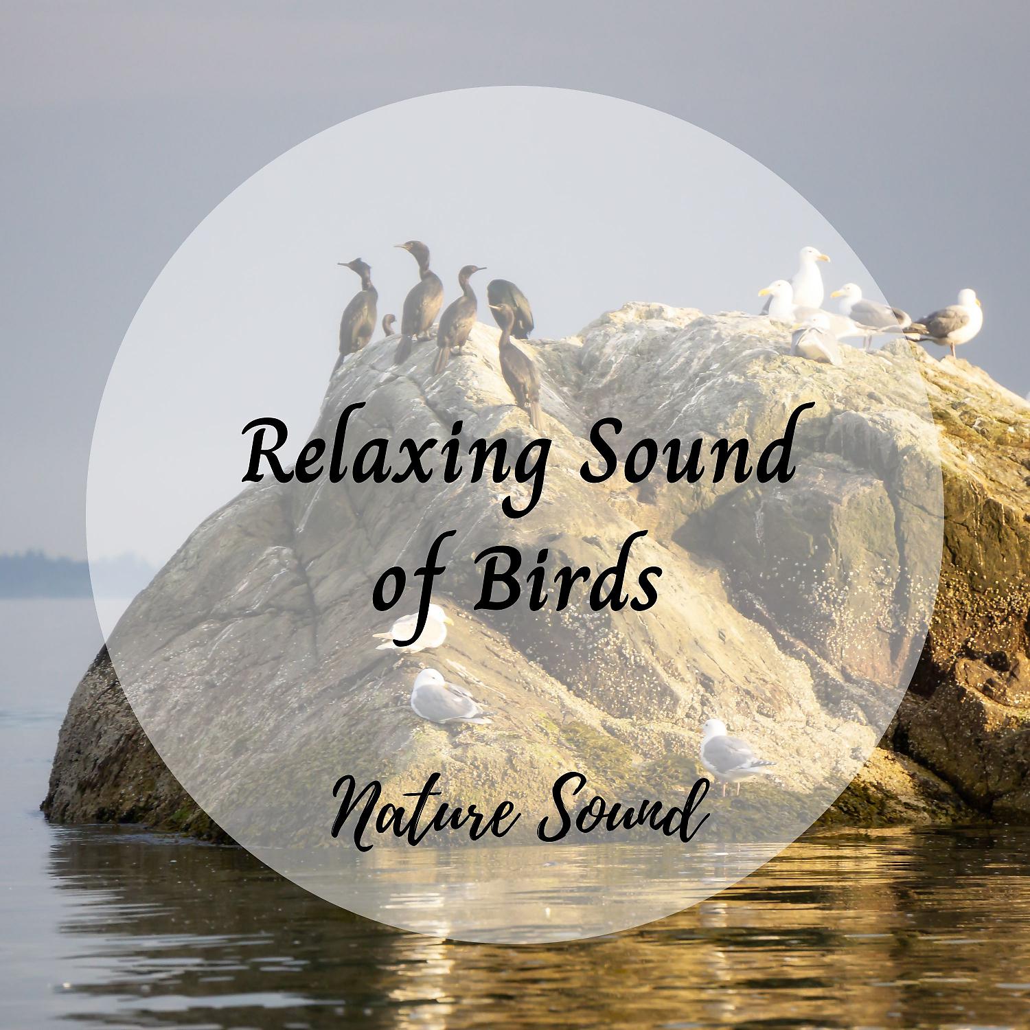 Постер альбома Nature Sound: Relaxing Sound of Birds