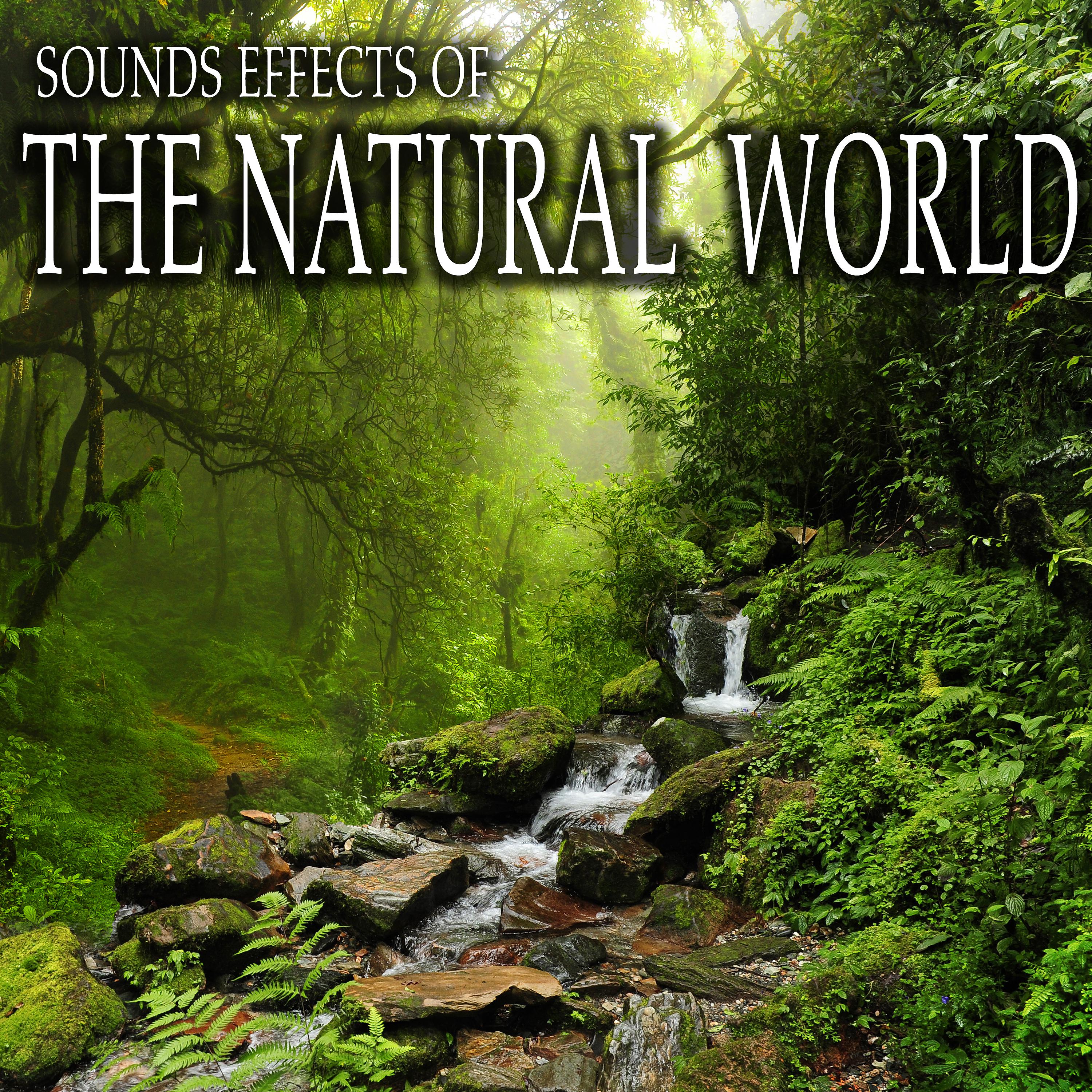 Постер альбома Sound Effects of the Natural World
