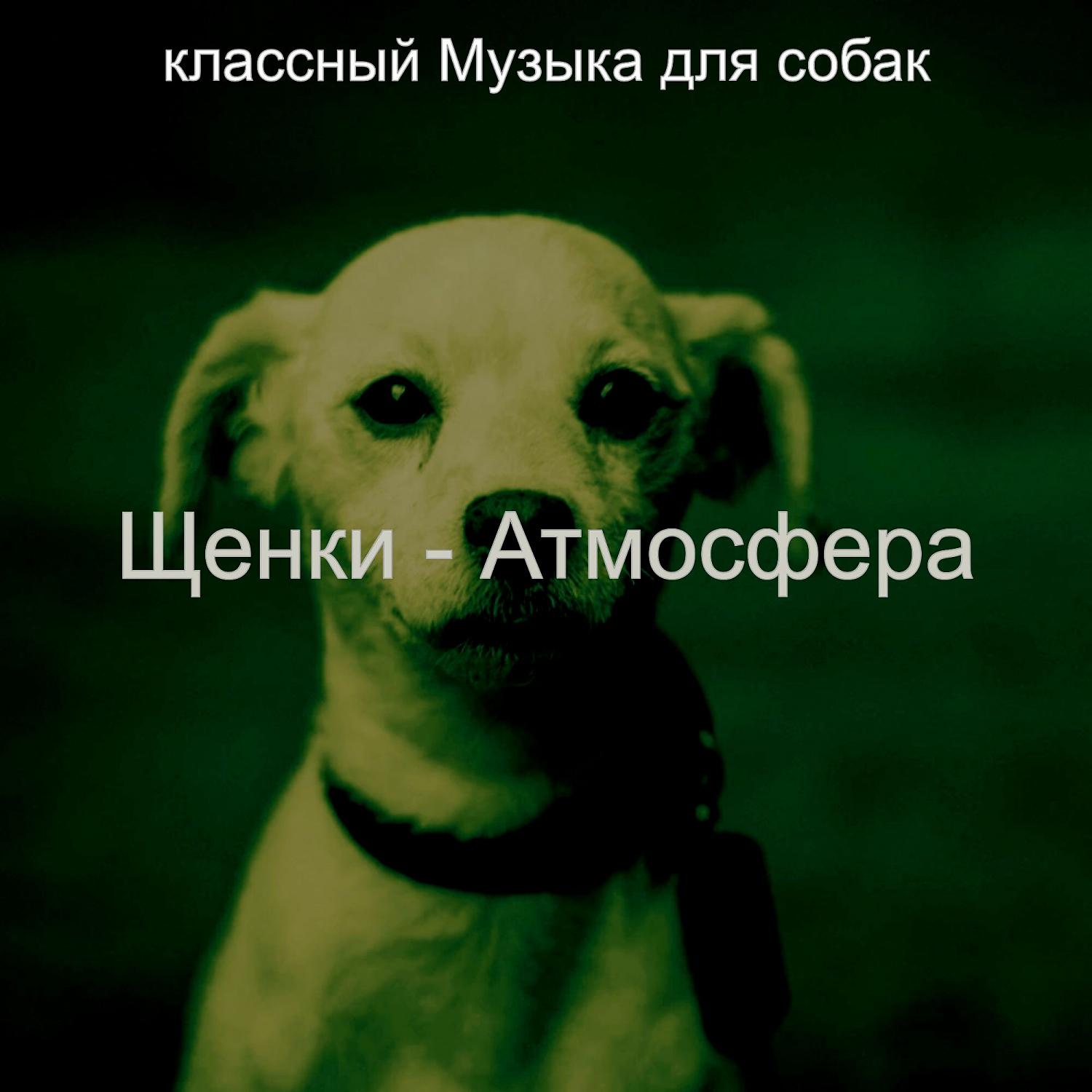 Постер альбома Щенки - Атмосфера
