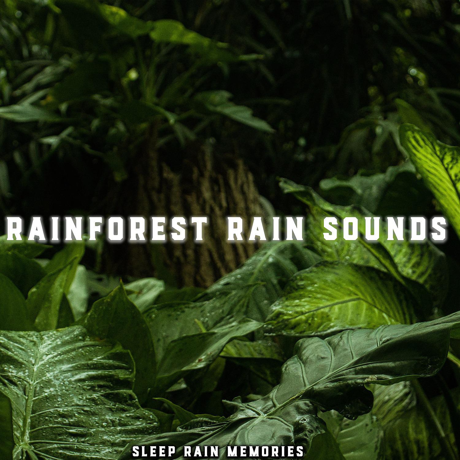 Постер альбома Rainforest Rain Sounds