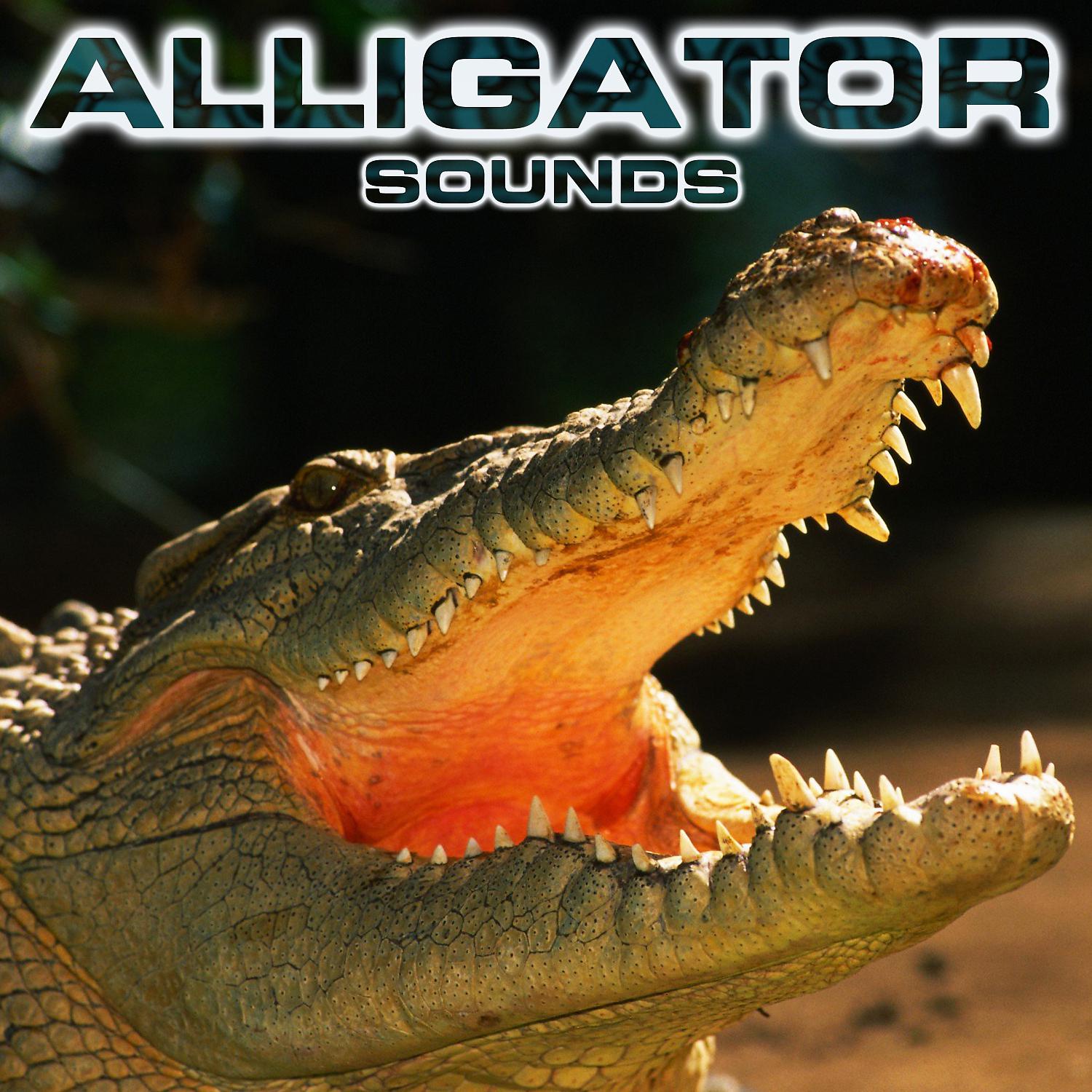 Постер альбома Alligator Sounds (feat. Relaxing Nature Sound, Soothing Sounds, White Noise Ambience, White Noise Sounds For Sleep, Animals Sounds & National Geographic Nature Sounds)