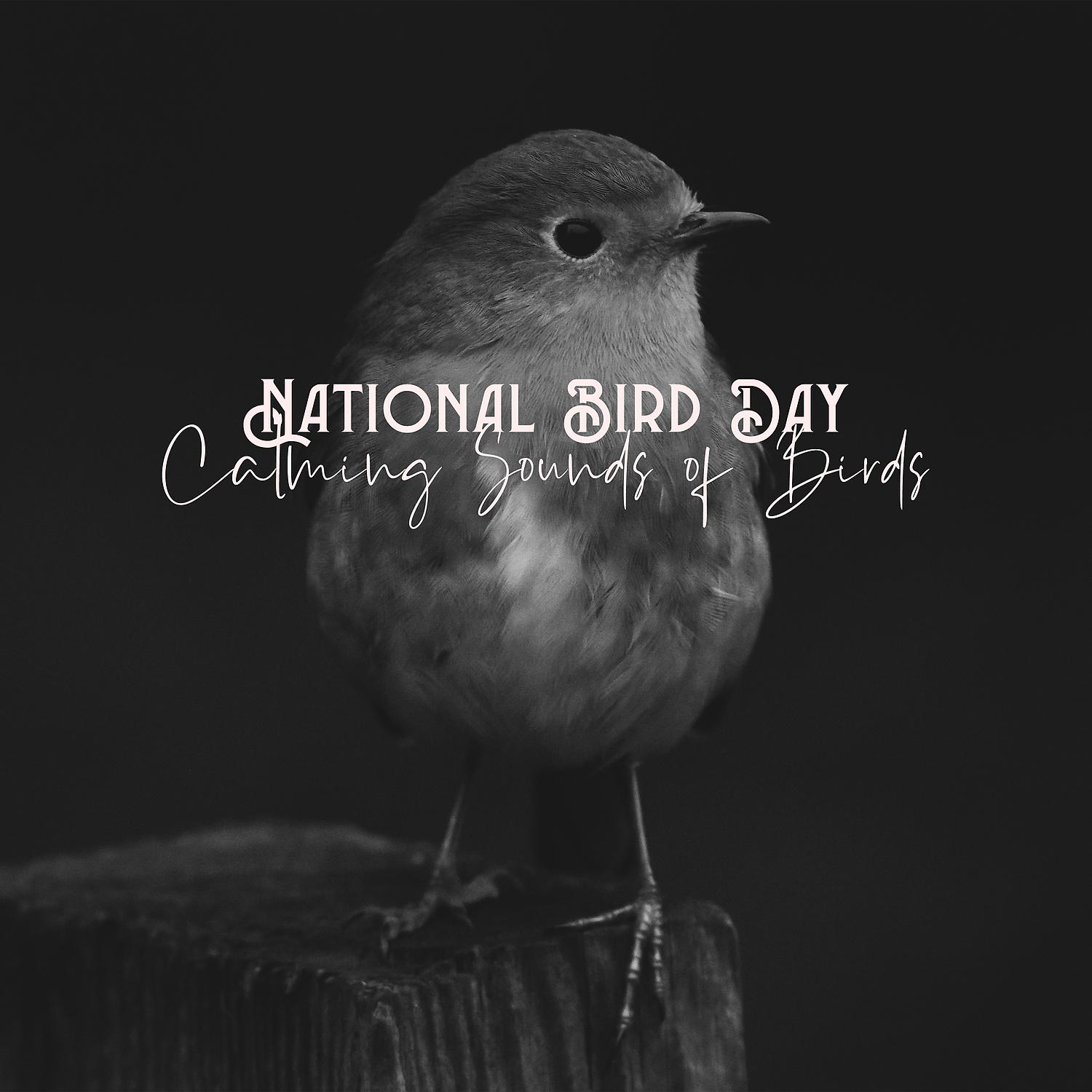 Постер альбома National Bird Day: Calming Sounds of Birds