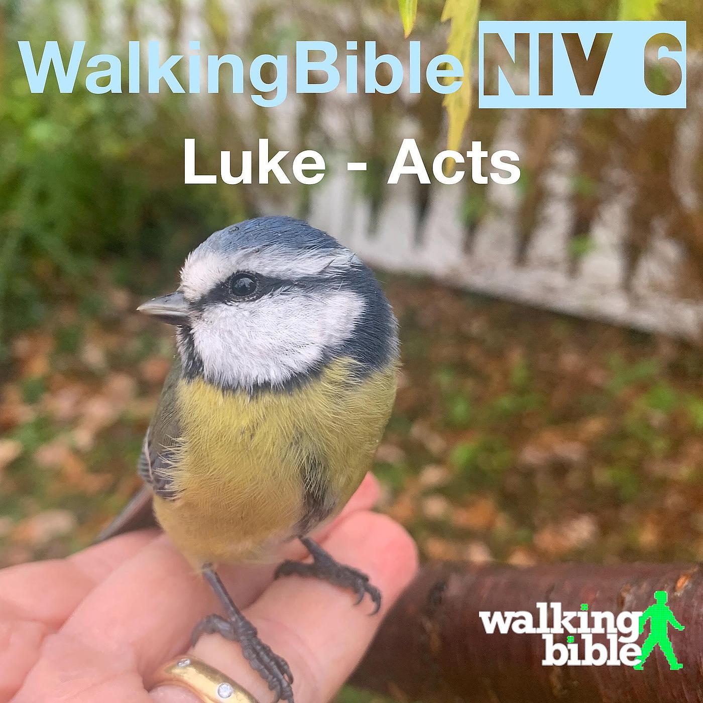 Постер альбома WalkingBible Niv 6 Luke - Acts