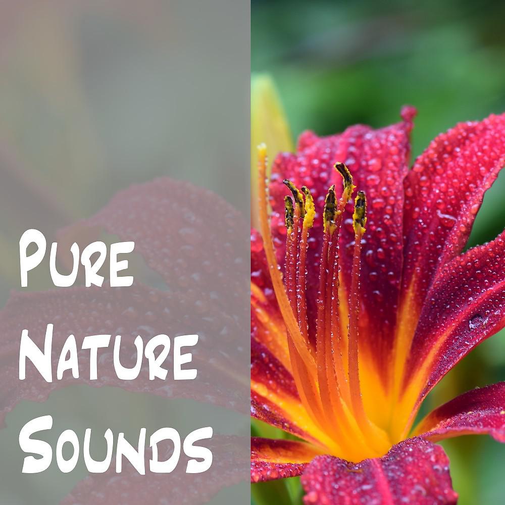 Постер альбома Pure Nature Sounds