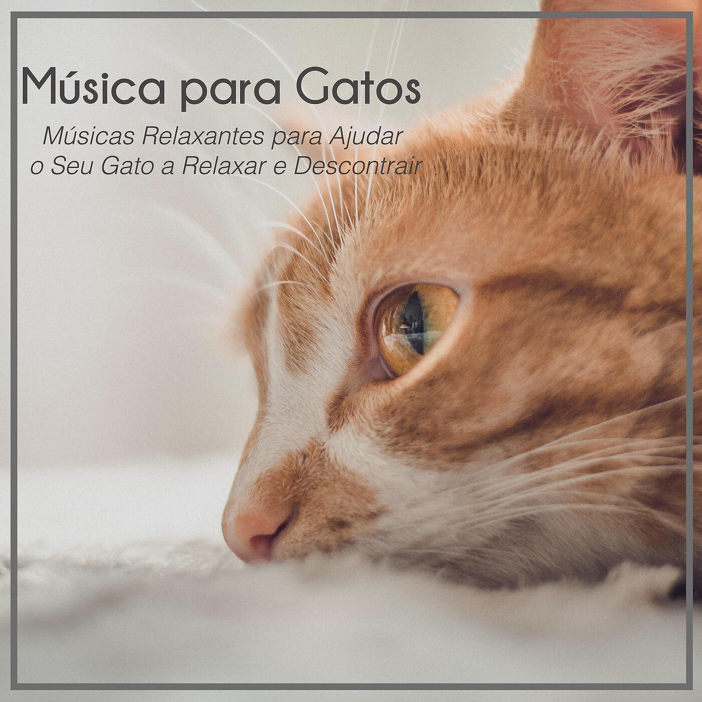 RelaxMyCat - Sonhos de Catnip