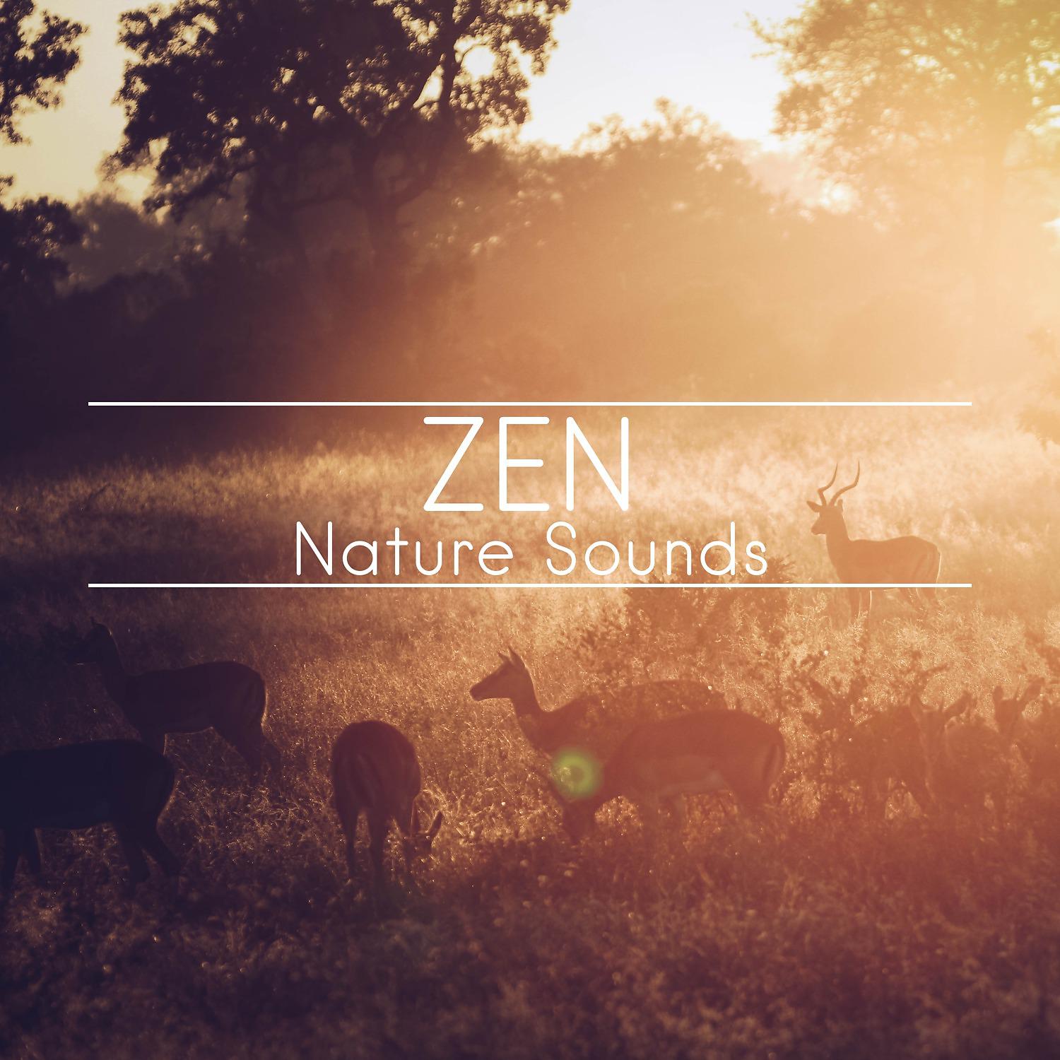 Постер альбома Zen Nature Sounds