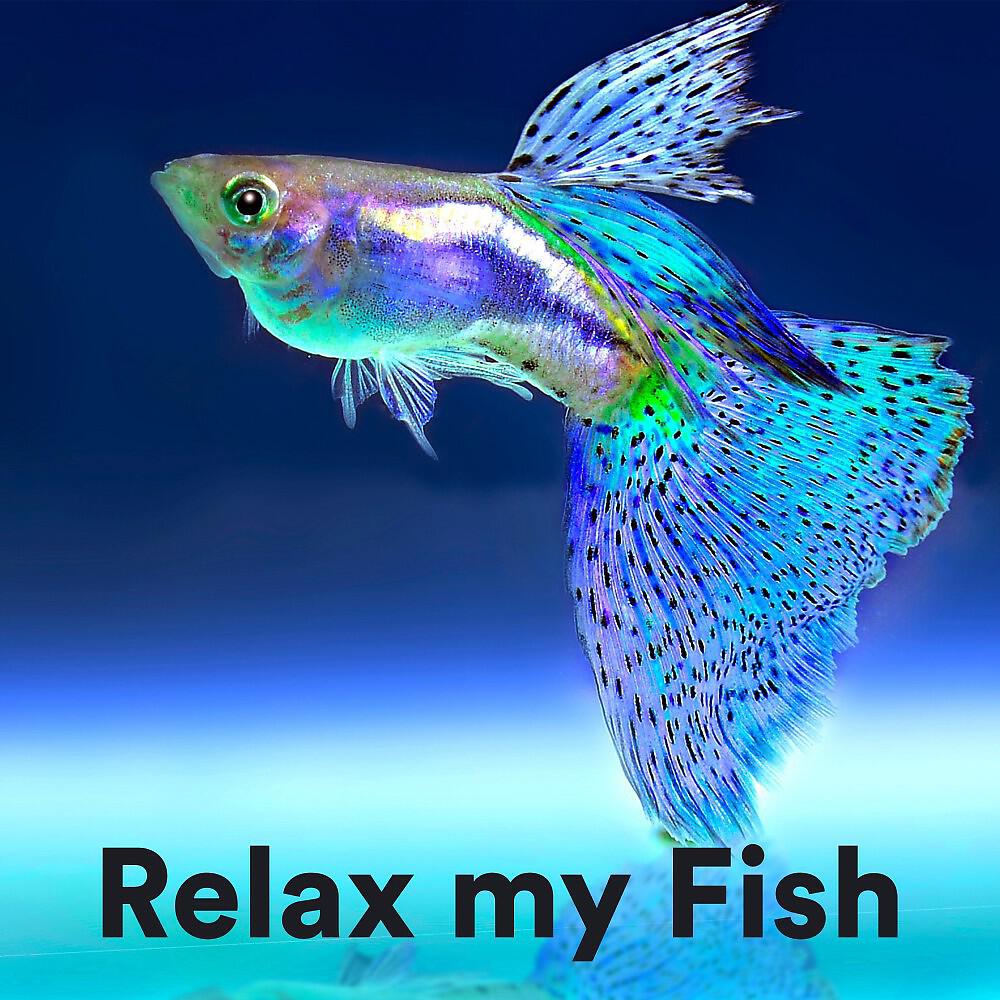 The Dog Relaxer - Relax My Dog