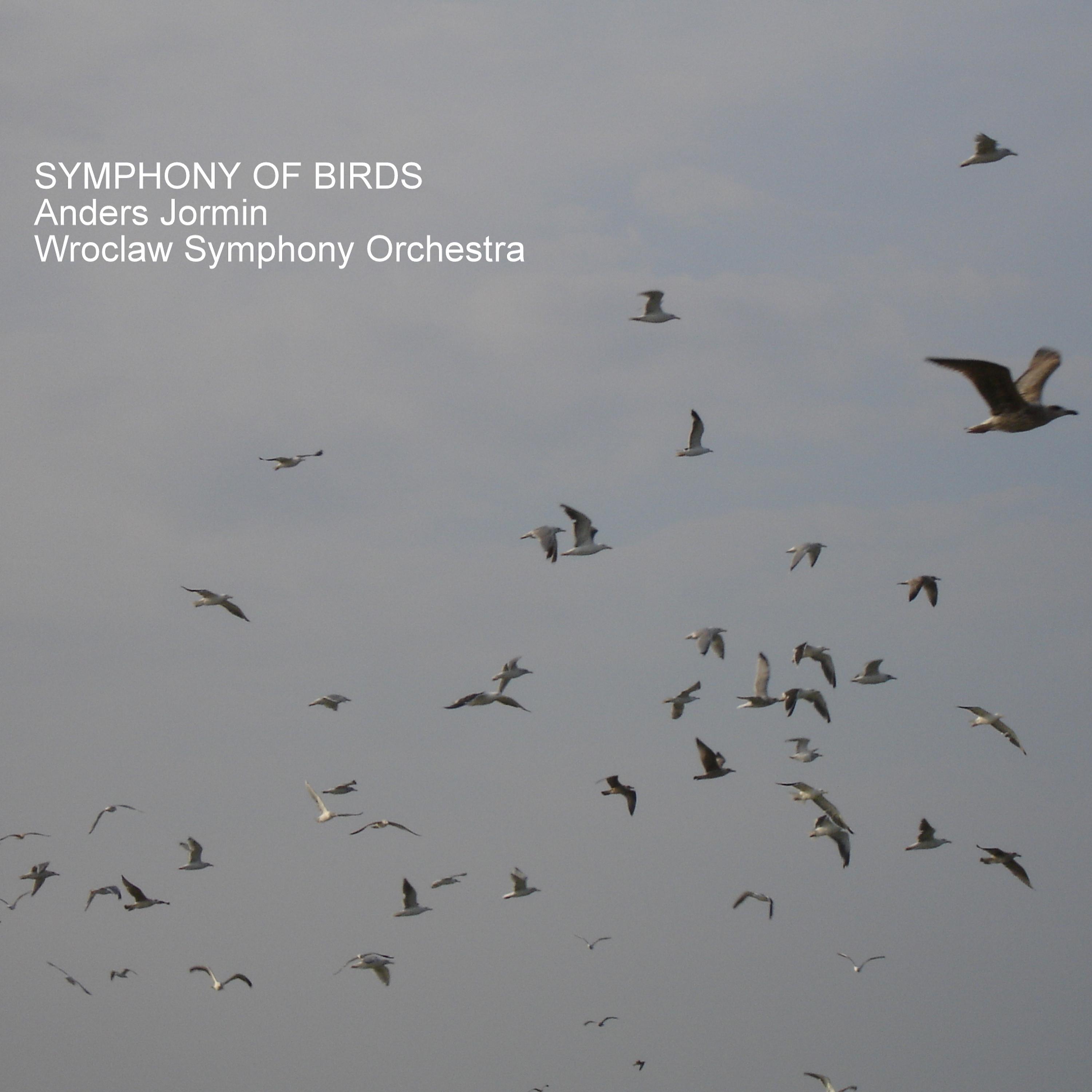 Постер альбома Symphony of Birds
