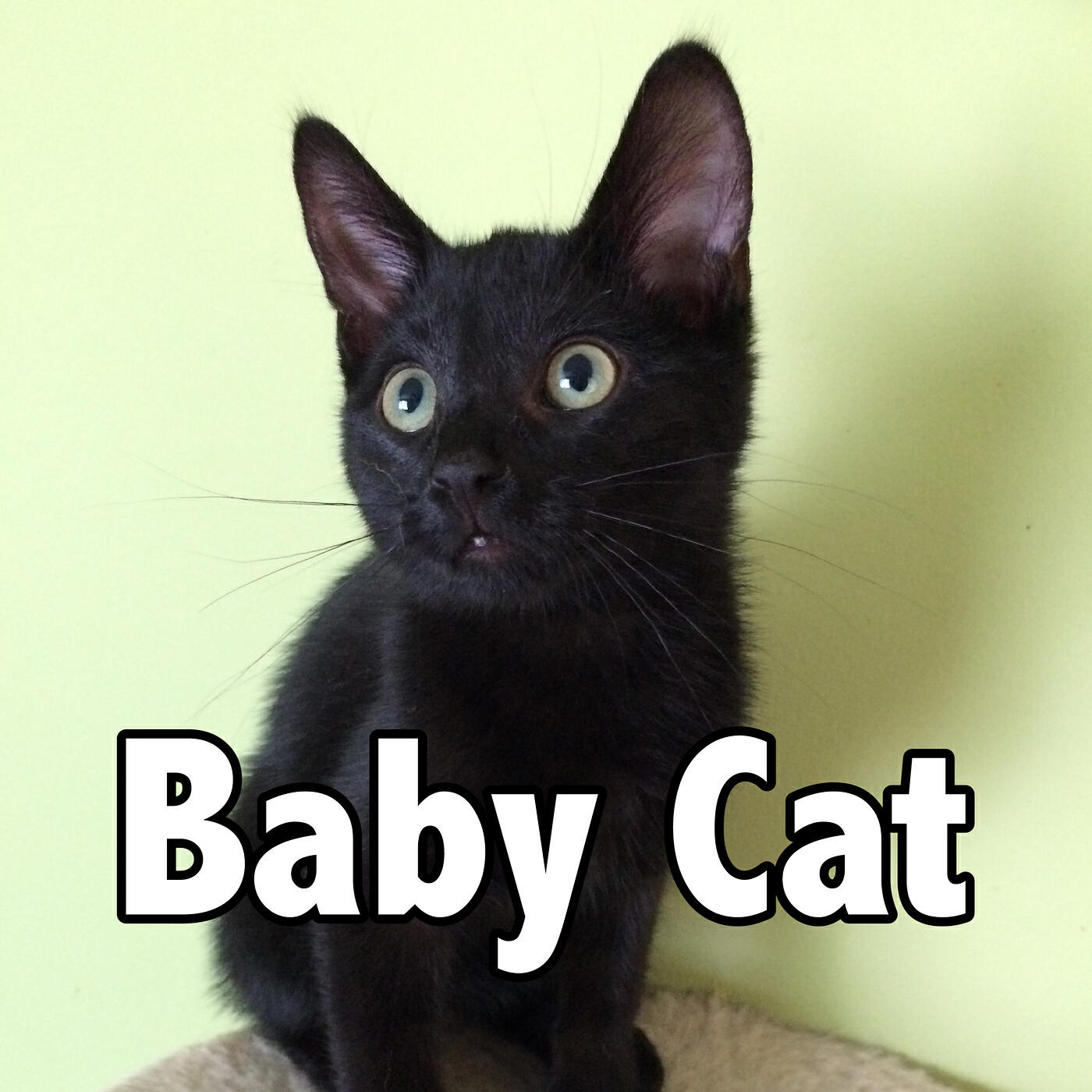 N2 Cat Crew - The Stinky Princess
