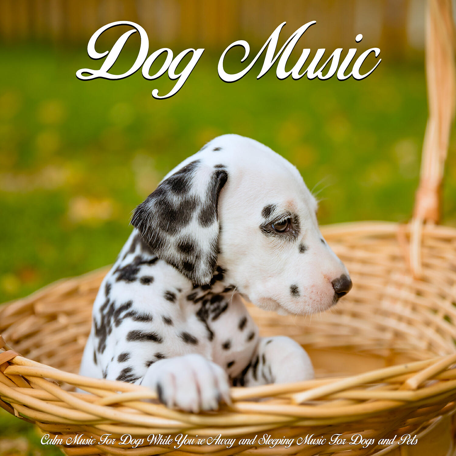 Dog Music - Relaxing Music For Dogs