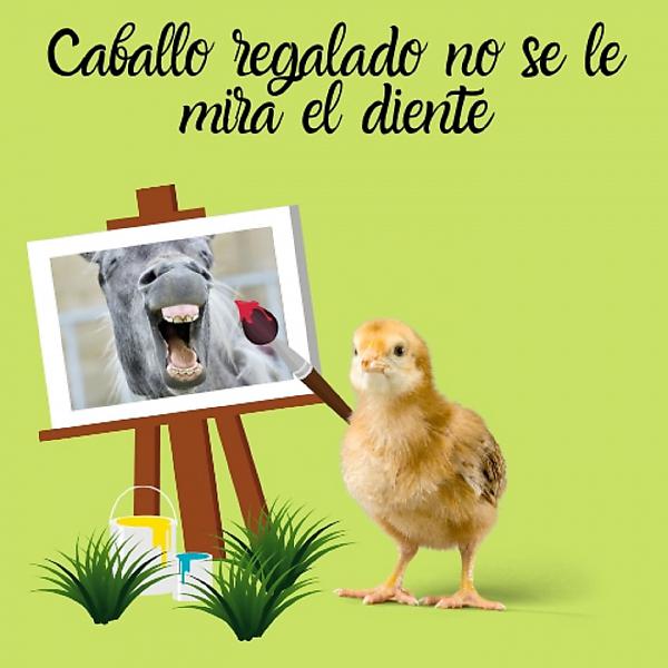Постер альбома CABALLO REGALADO NO SE LE MIRA EL DIENTE