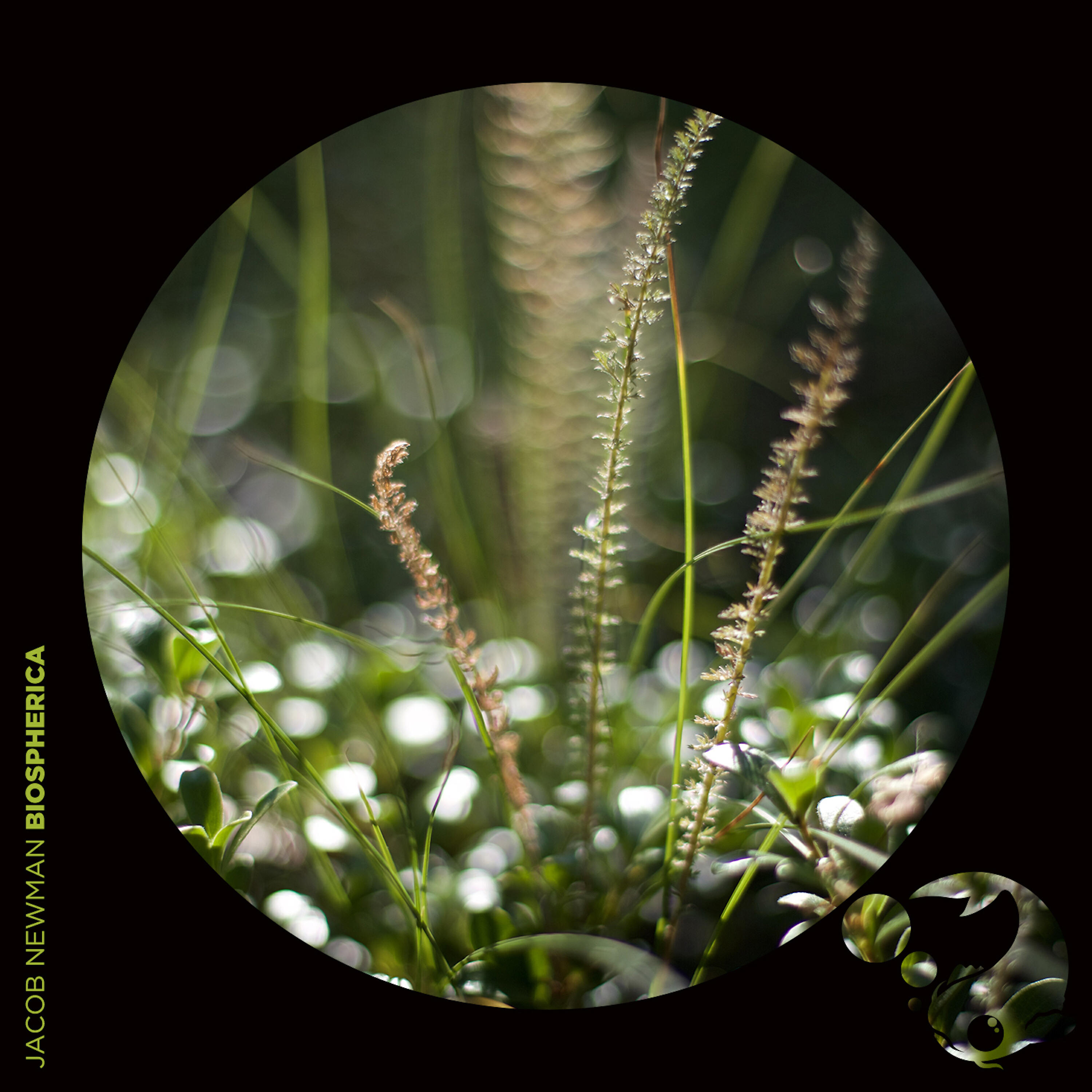 Jacob Newman - Suspended Summers