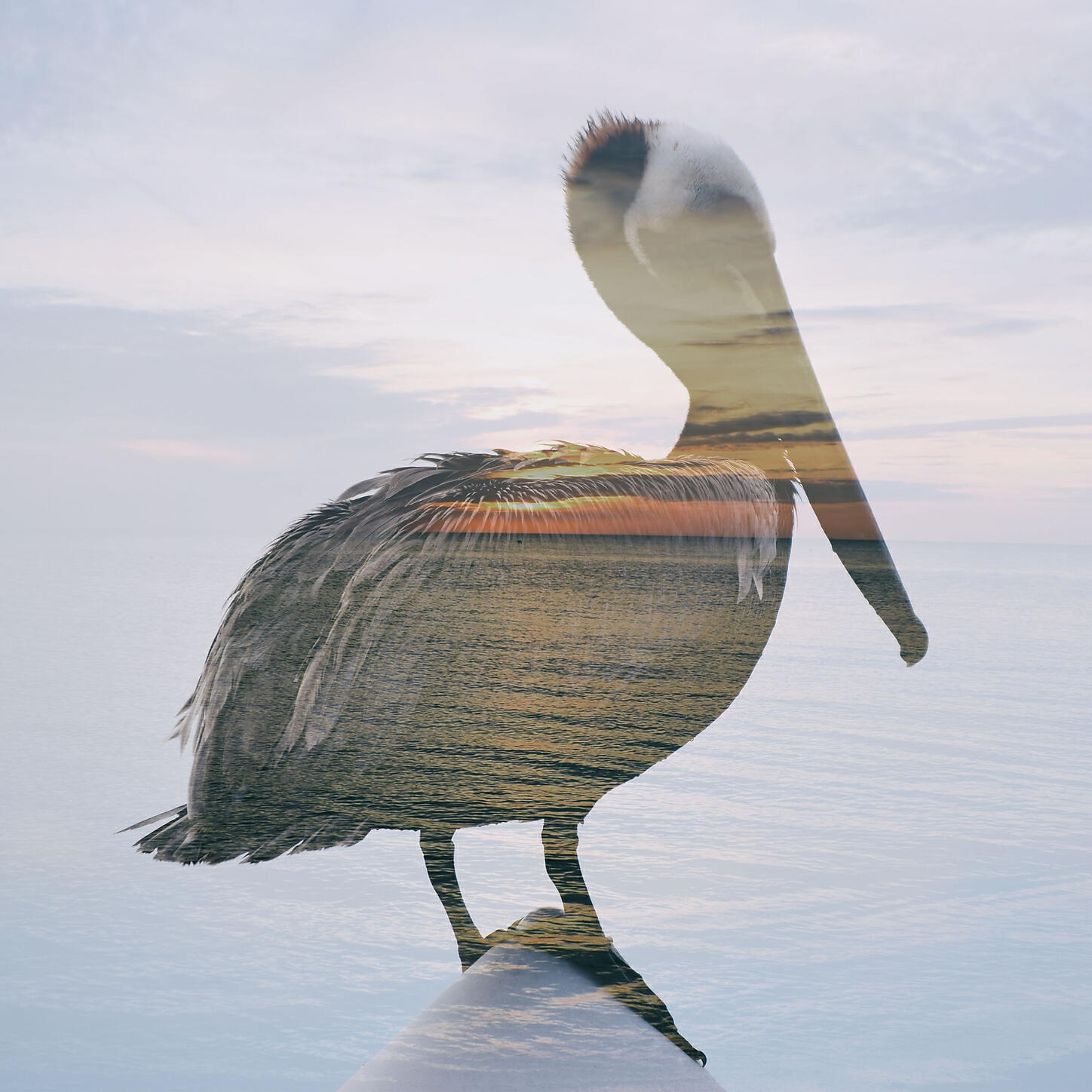 Akinu - Pelican