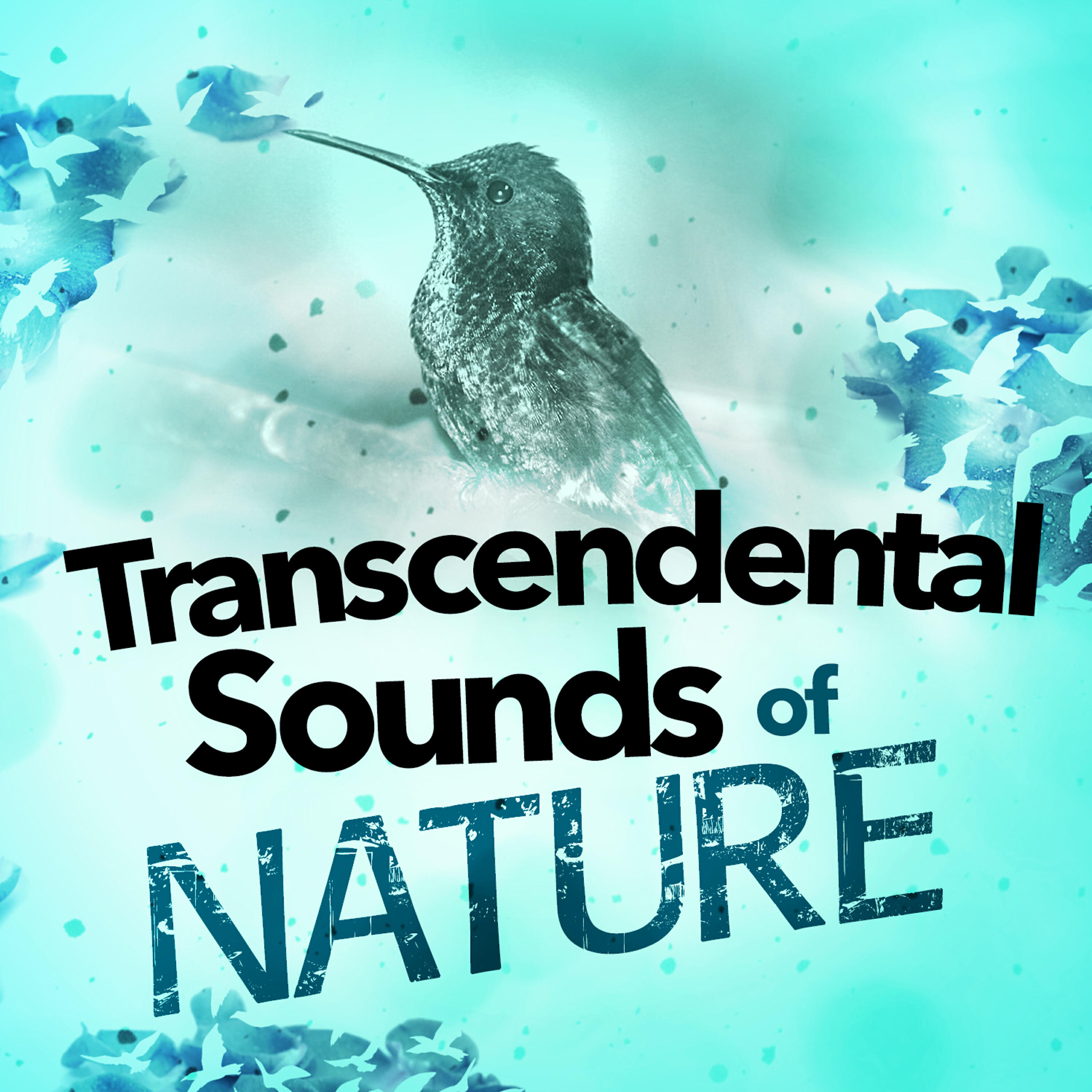 Mediation Sounds of Nature - Bird Life Behind the Barn