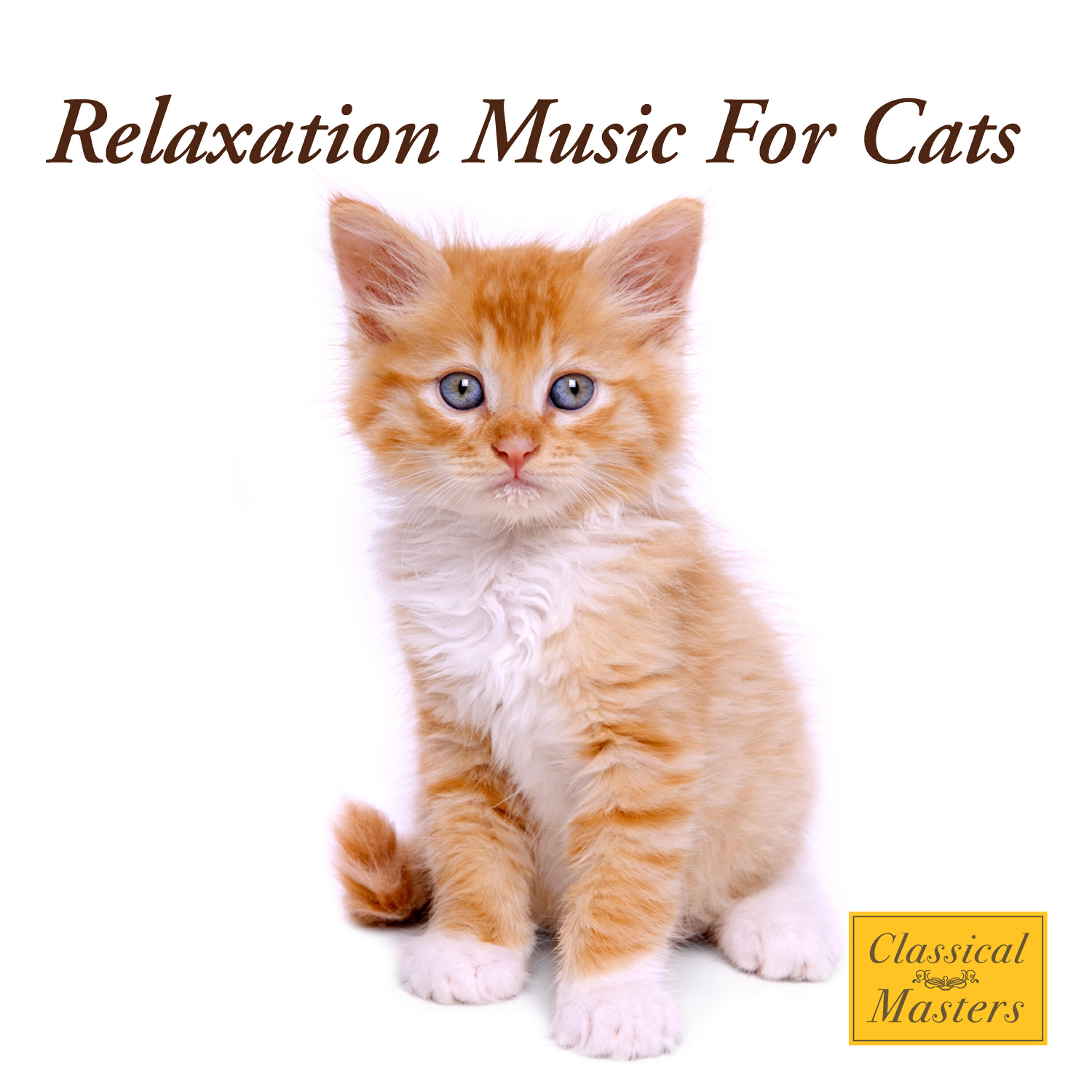 The Cat Whisperer - Feline Meditation