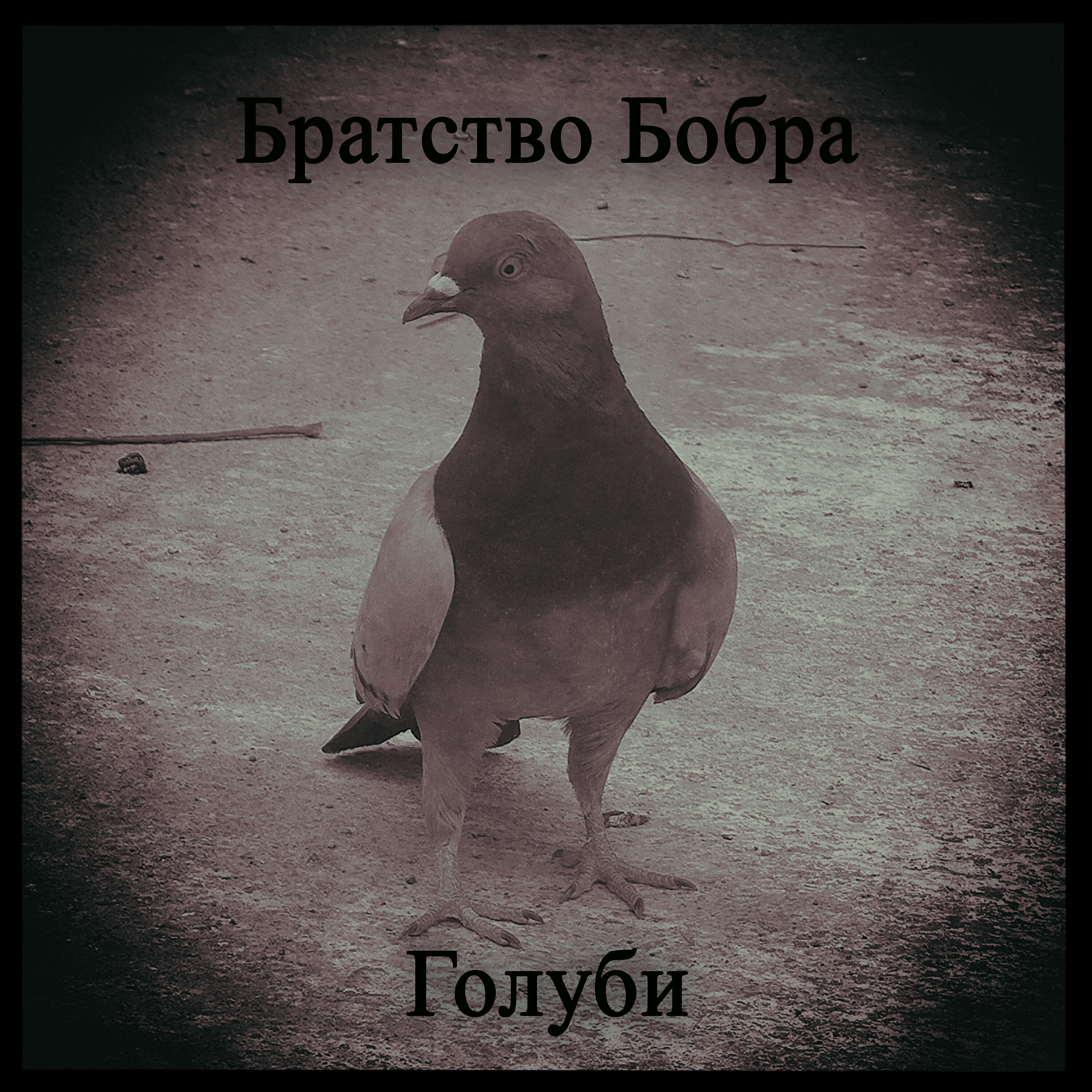 Братство Бобра - Голуби