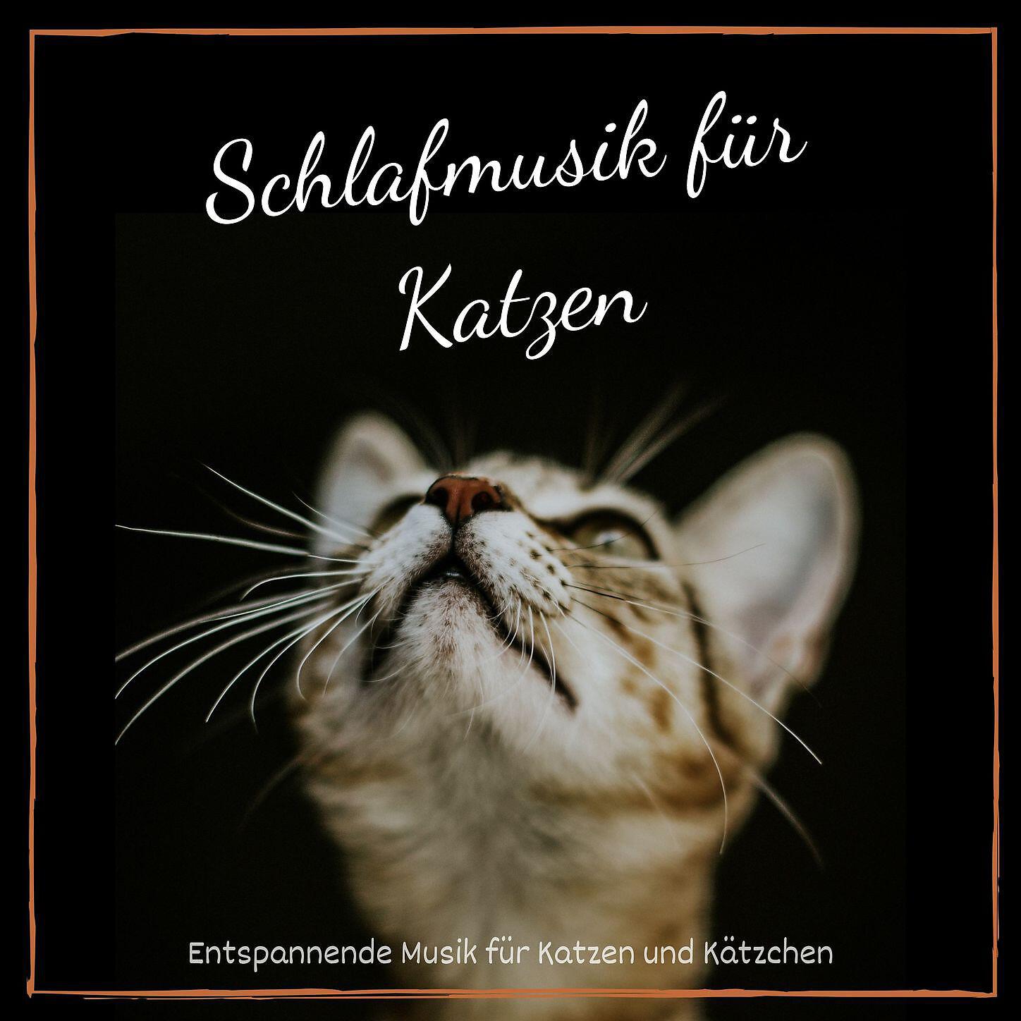 Schlafen Akademie, Ayurveda Ledonne - Entspannung für Katzen